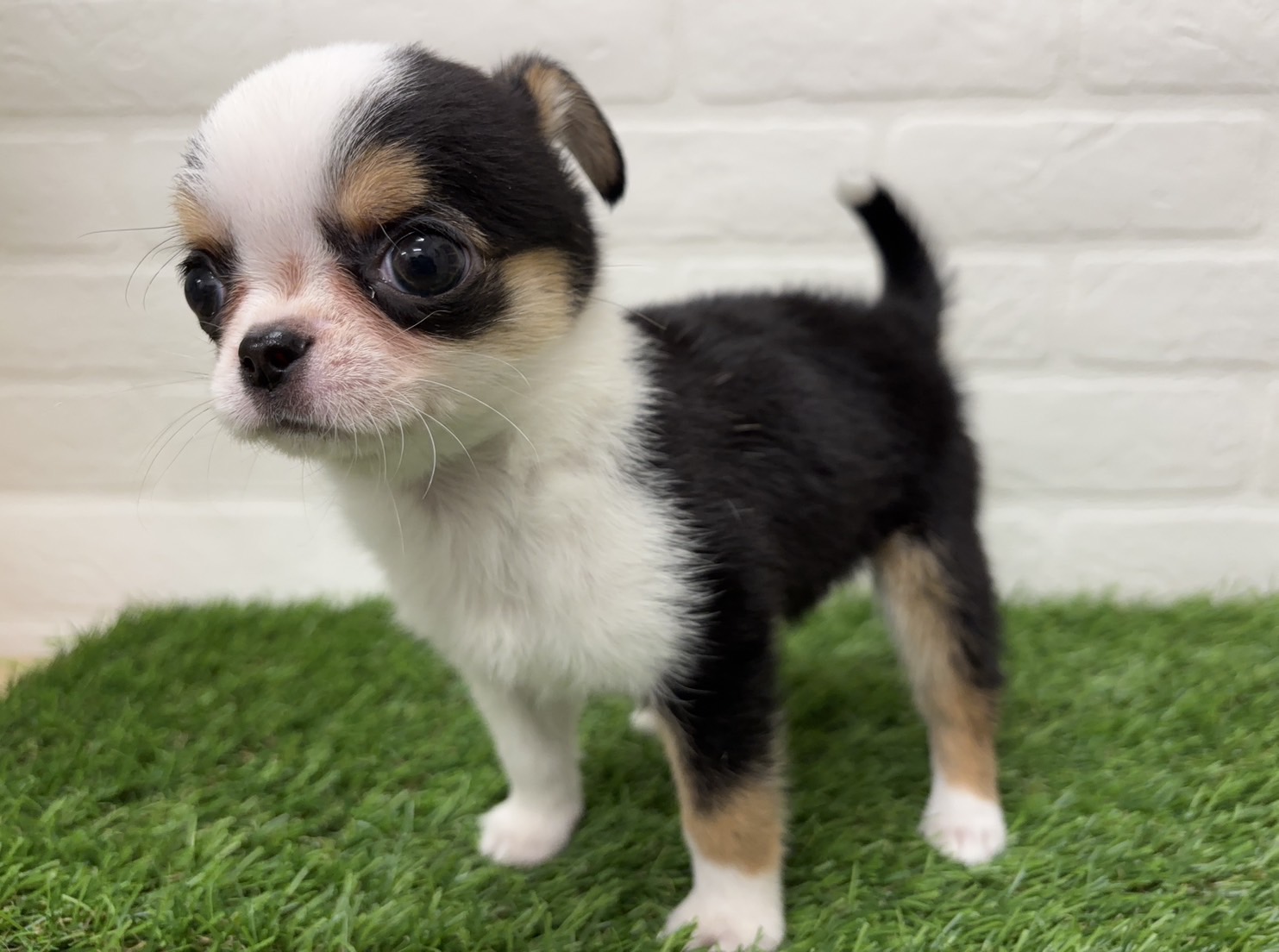 千葉県のチワワ(ロング) (ワンニャンハウス習志野店/2025年12月1日生まれ/女の子/ブラッククリームホワイト)の子犬の2枚目の画像