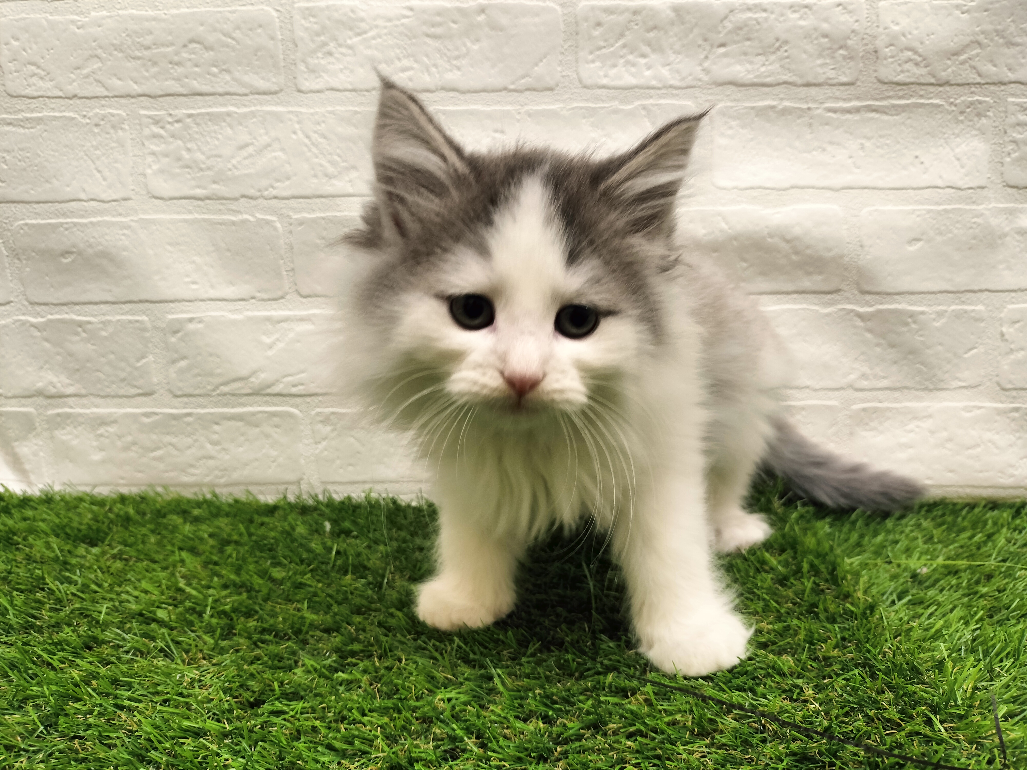 千葉県のノルウェージャンフォレストキャット (ワンニャンハウス習志野店/2025年9月17日生まれ/男の子/ブルータビーホワイト)の子猫の1枚目の画像