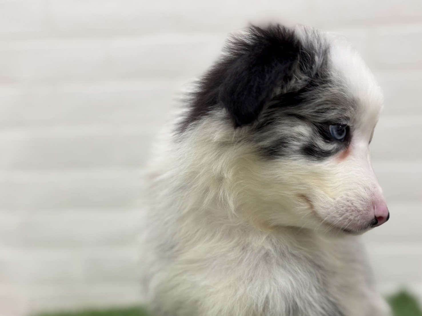 千葉県のボーダーコリー (ワンニャンハウス習志野店/2025年9月20日生まれ/女の子/ブルーマール)の子犬の4枚目の画像