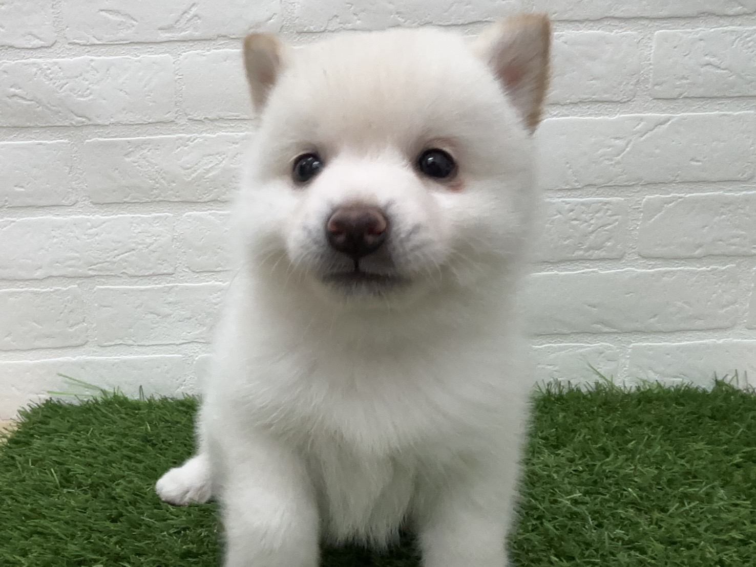 千葉県のポメ柴/豆ポメ/ポメ豆柴(ポメラニアン×柴犬) (ワンニャンハウス習志野店/2026年2月18日生まれ/男の子/白)の子犬の1枚目の画像