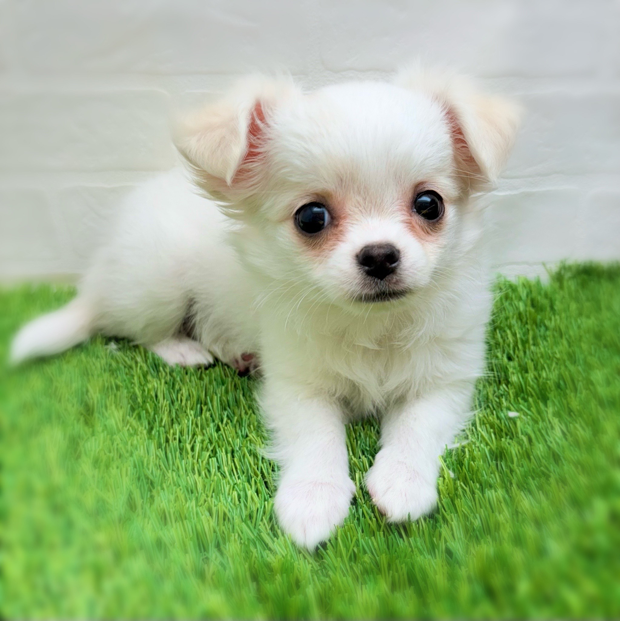 愛知県のチワワ(ロング) (ワンニャンハウス日進香久山店/2025年9月16日生まれ/女の子/クリーム)の子犬の3枚目の画像