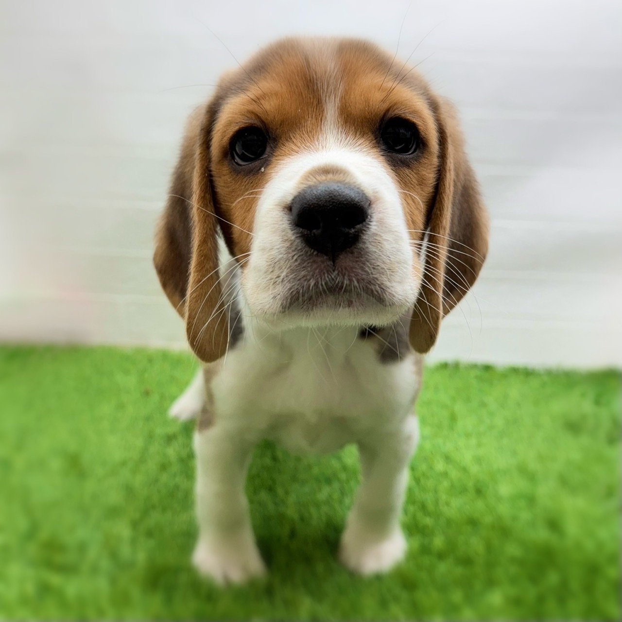 愛知県のビーグル (ワンニャンハウス日進香久山店/2025年11月24日生まれ/男の子/ブラックホワイトタン)の子犬の1枚目の画像