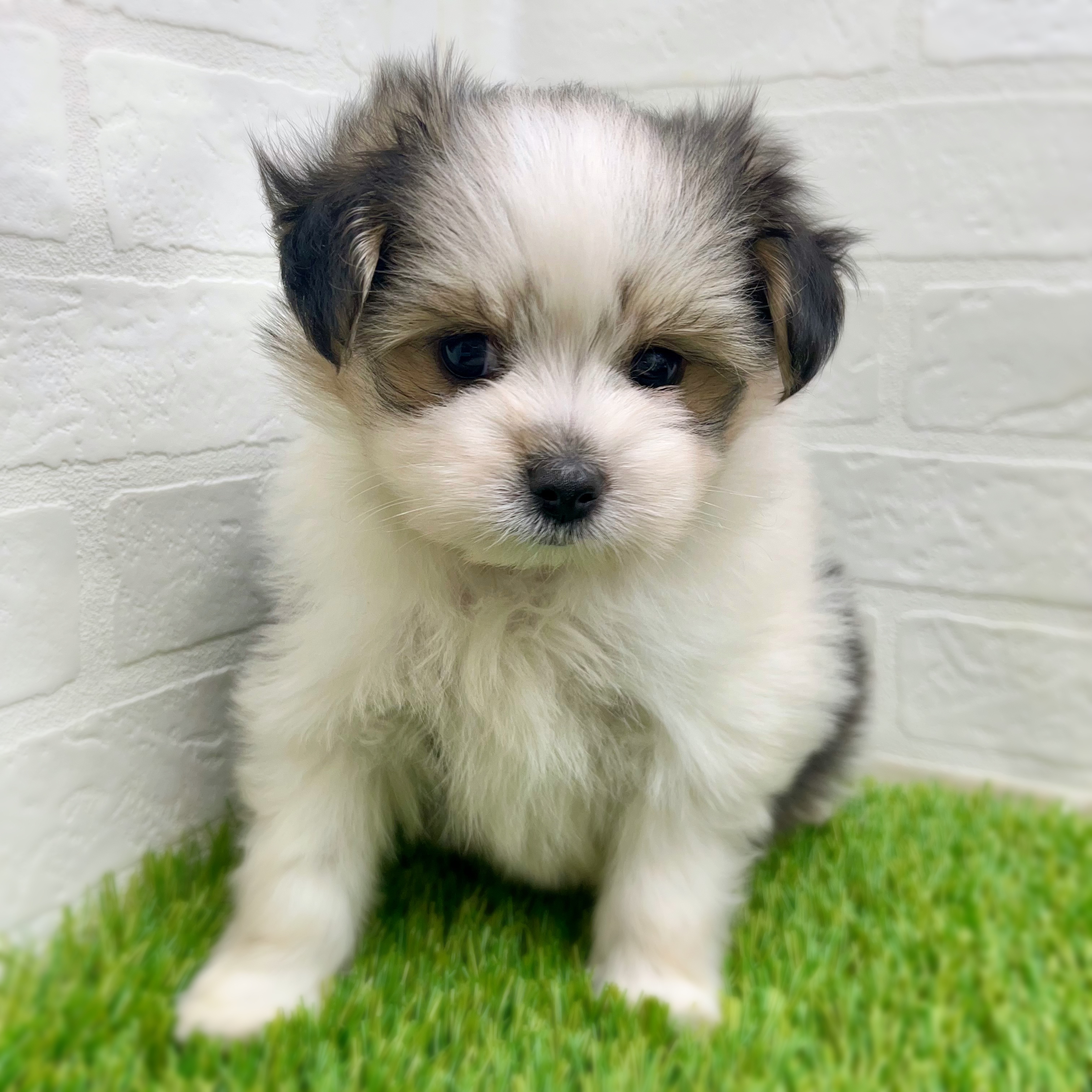愛知県のハーフ犬・ミックス犬 (ワンニャンハウス日進香久山店/2025年8月18日生まれ/男の子/フォーンホワイト)の子犬の4枚目の画像