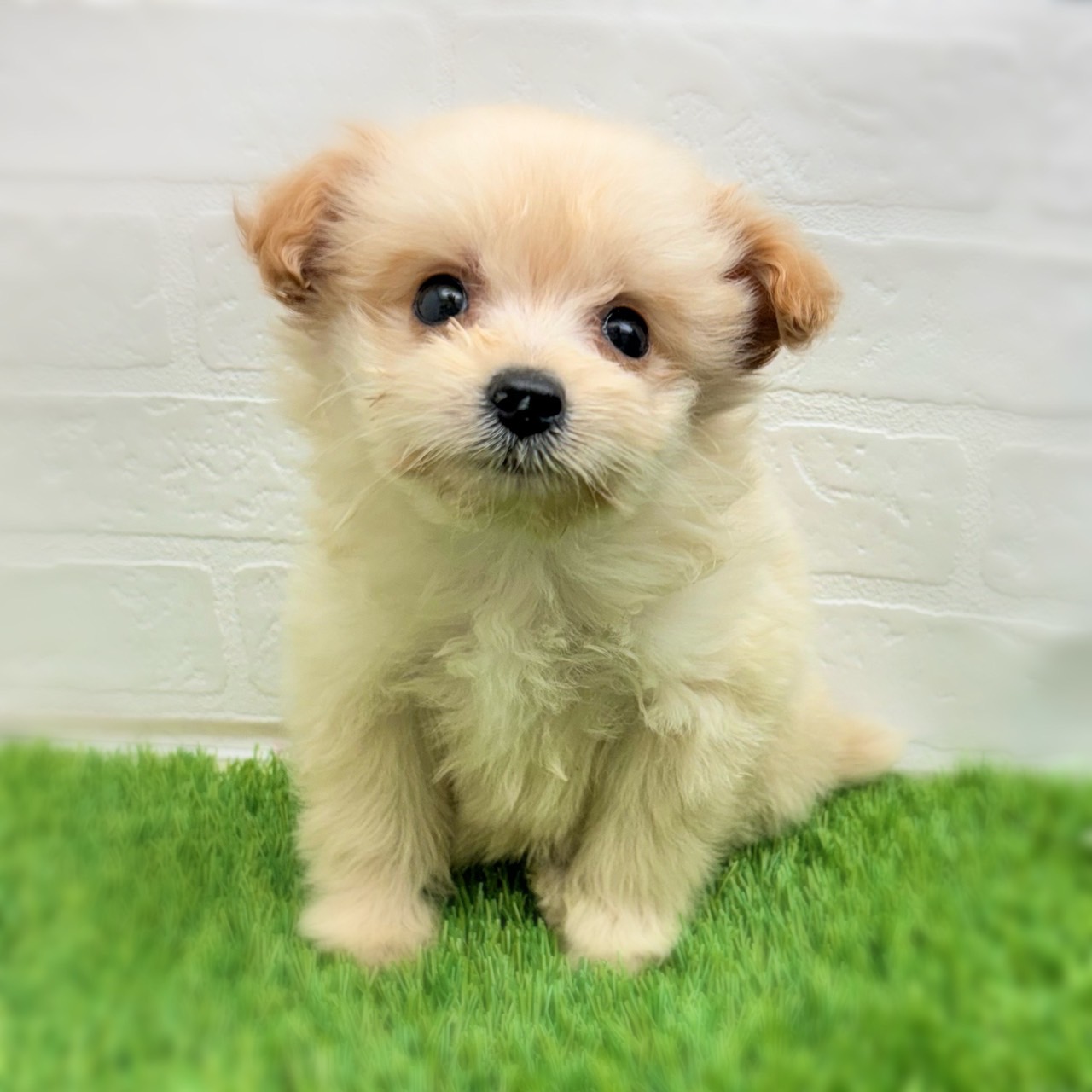 愛知県のポメプー(ポメラニアン×プードル) (ワンニャンハウス日進香久山店/2025年12月26日生まれ/女の子/クリーム)の子犬の1枚目の画像