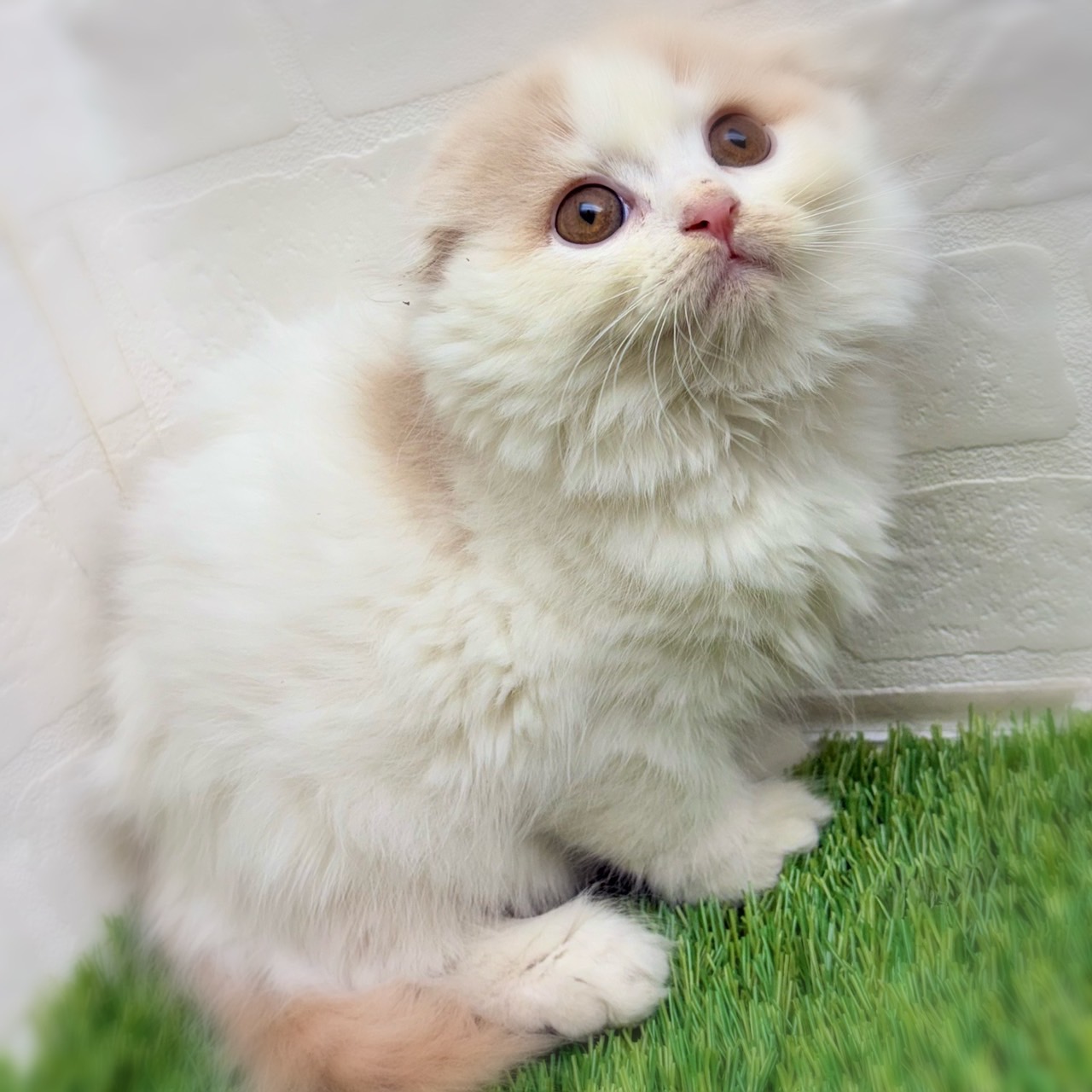 愛知県のスコティッシュフォールド (ワンニャンハウス津島店/2025年10月6日生まれ/男の子/クリームタビーホワイト)の子猫の3枚目の画像