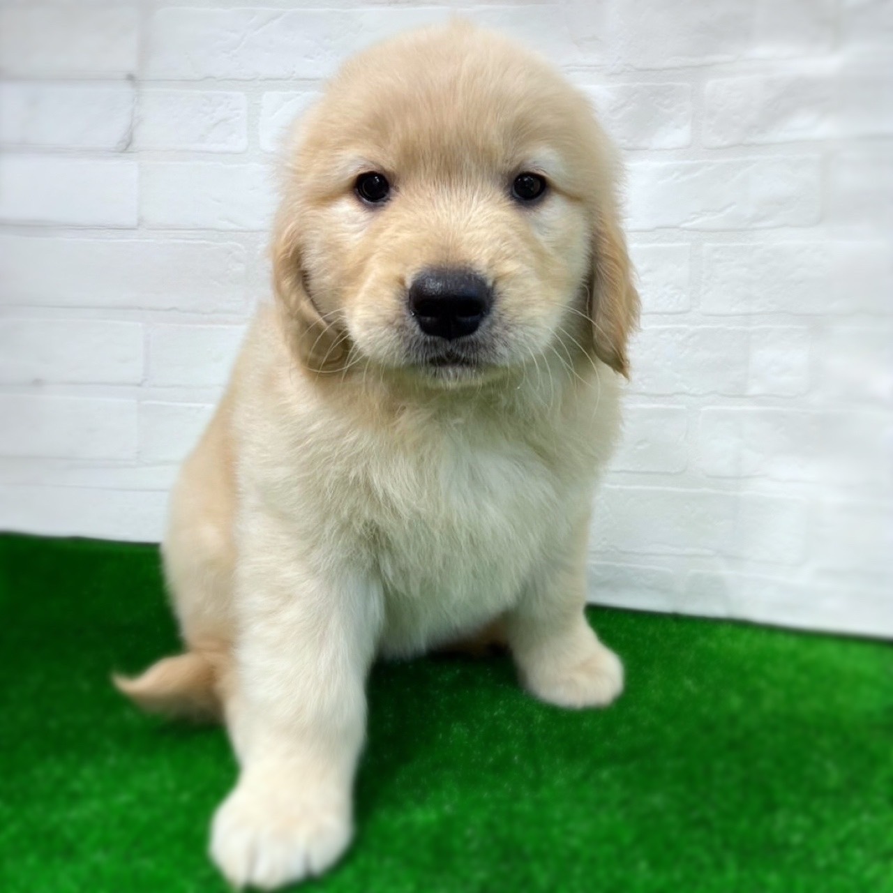 愛知県のゴールデンレトリバー (ワンニャンハウス日進香久山店/2026年2月22日生まれ/女の子/ゴールデン)の子犬の1枚目の画像