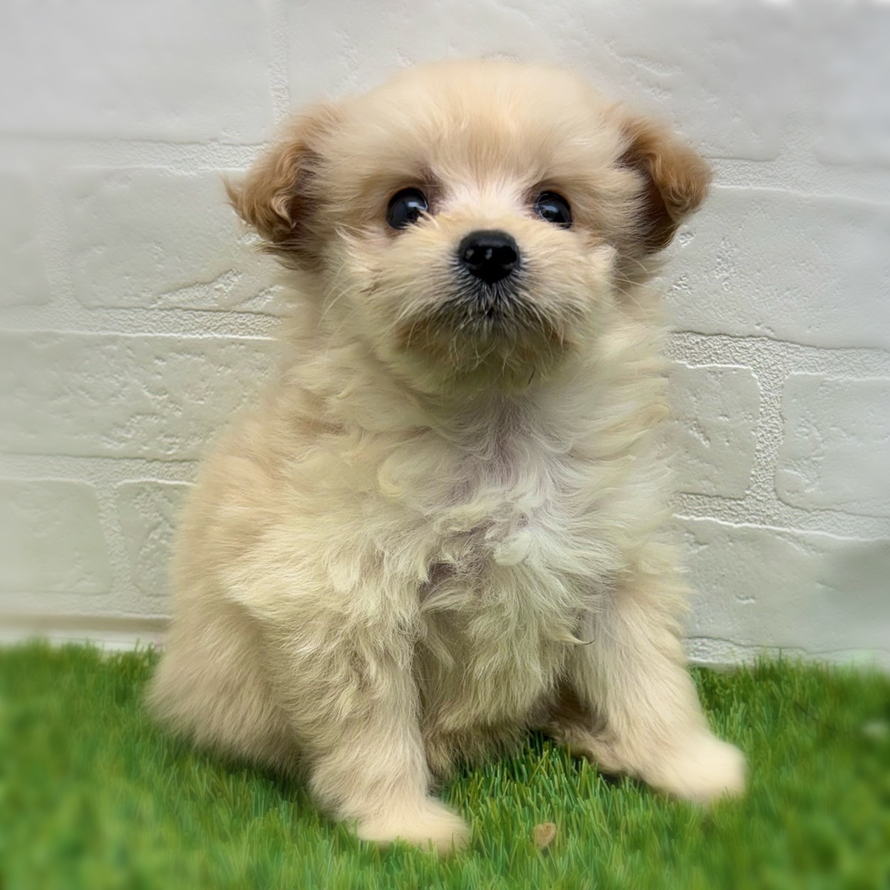愛知県のポメプー(ポメラニアン×プードル) (ワンニャンハウス日進香久山店/2025年12月26日生まれ/女の子/クリーム)の子犬の3枚目の画像