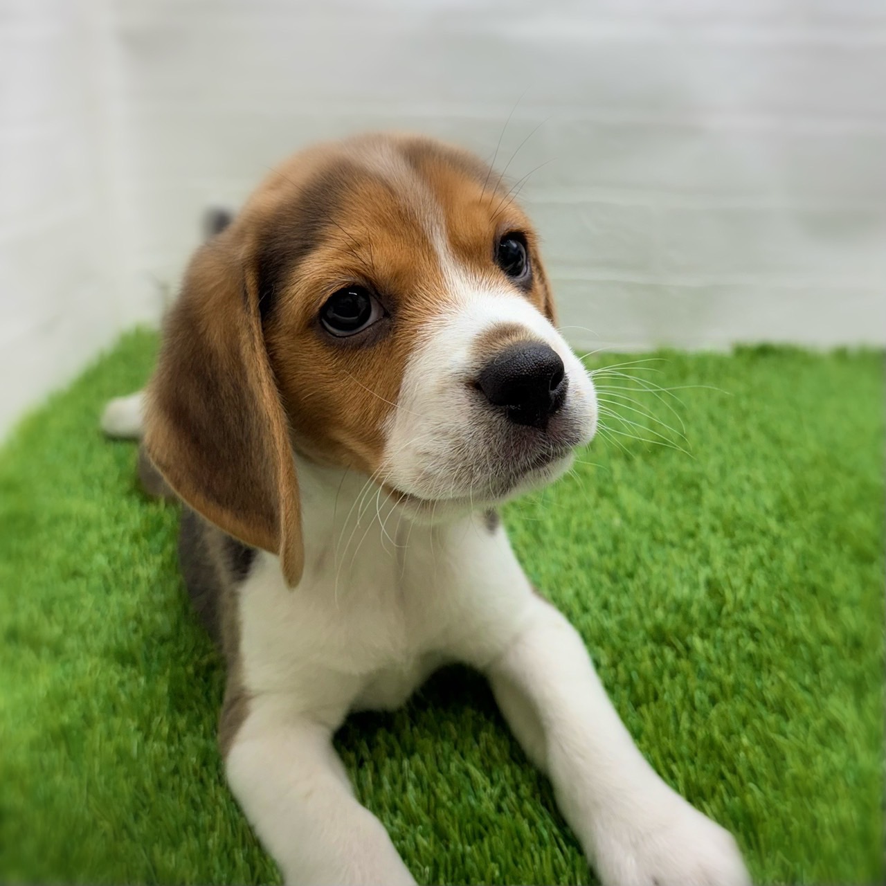 愛知県のビーグル (ワンニャンハウス日進香久山店/2025年11月24日生まれ/男の子/ブラックホワイトタン)の子犬の3枚目の画像