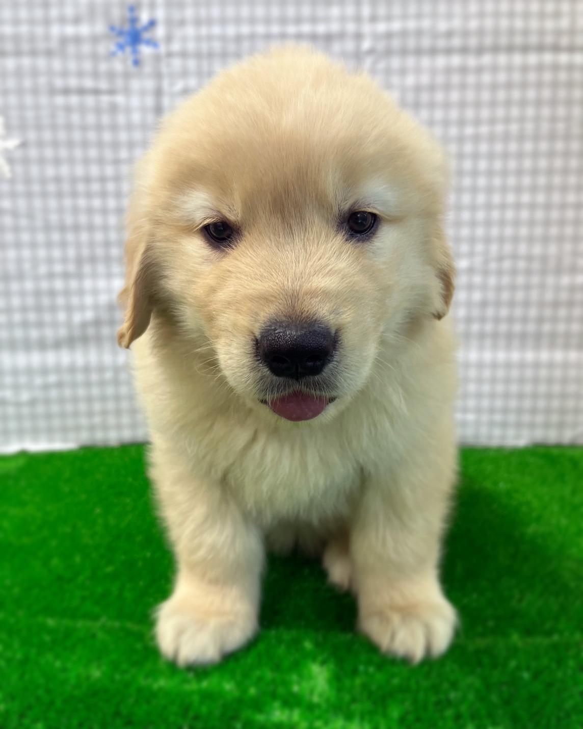 愛知県のゴールデンレトリバー (ワンニャンハウス日進香久山店/2026年2月22日生まれ/女の子/ゴールデン)の子犬の3枚目の画像