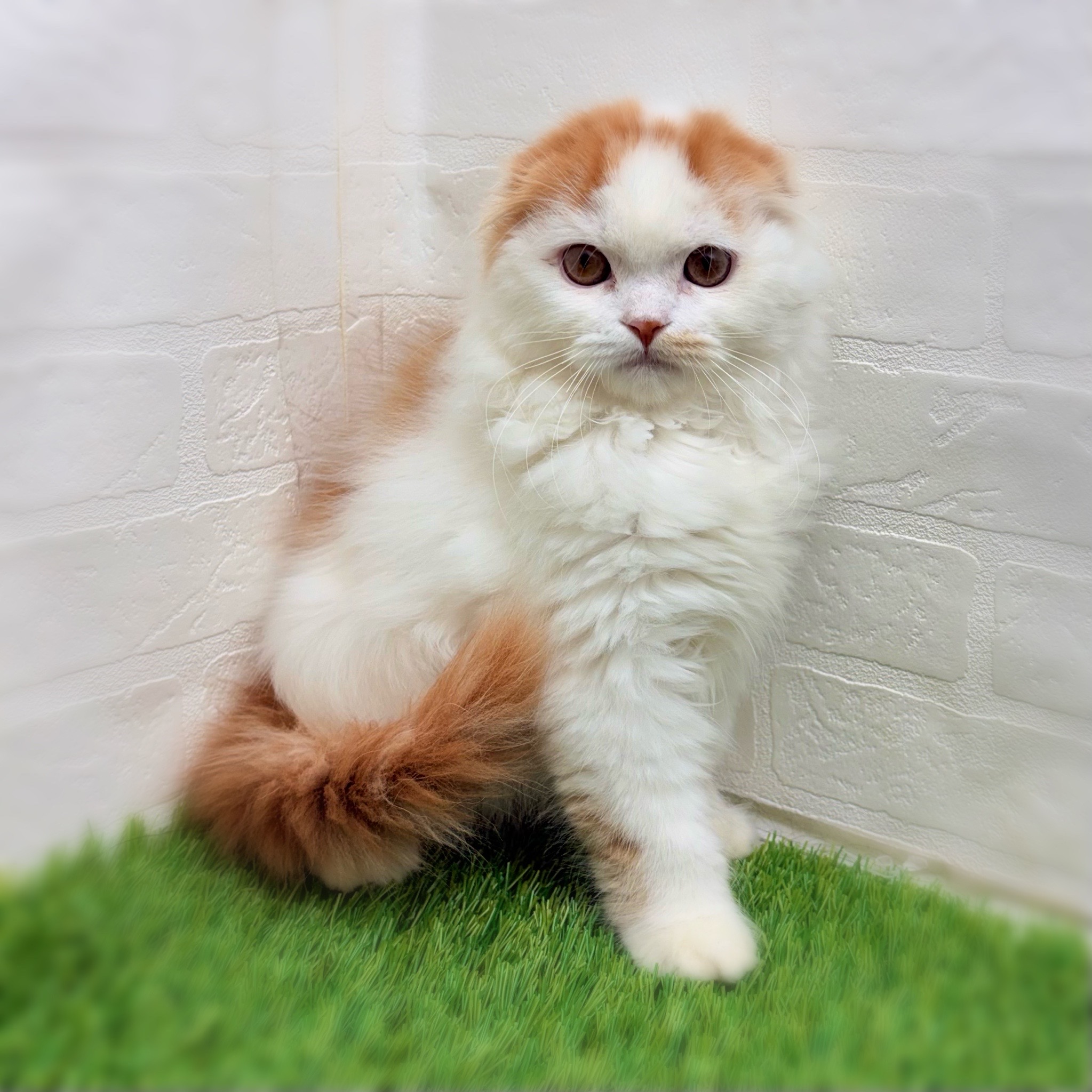 愛知県のスコティッシュフォールド (ワンニャンハウス日進香久山店/2026年1月18日生まれ/男の子/レッドタビーホワイト)の子猫の2枚目の画像