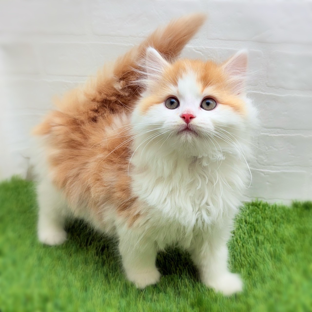 愛知県のミヌエット (ワンニャンハウス日進香久山店/2025年11月4日生まれ/男の子/レッドタビーホワイト)の子猫の2枚目の画像