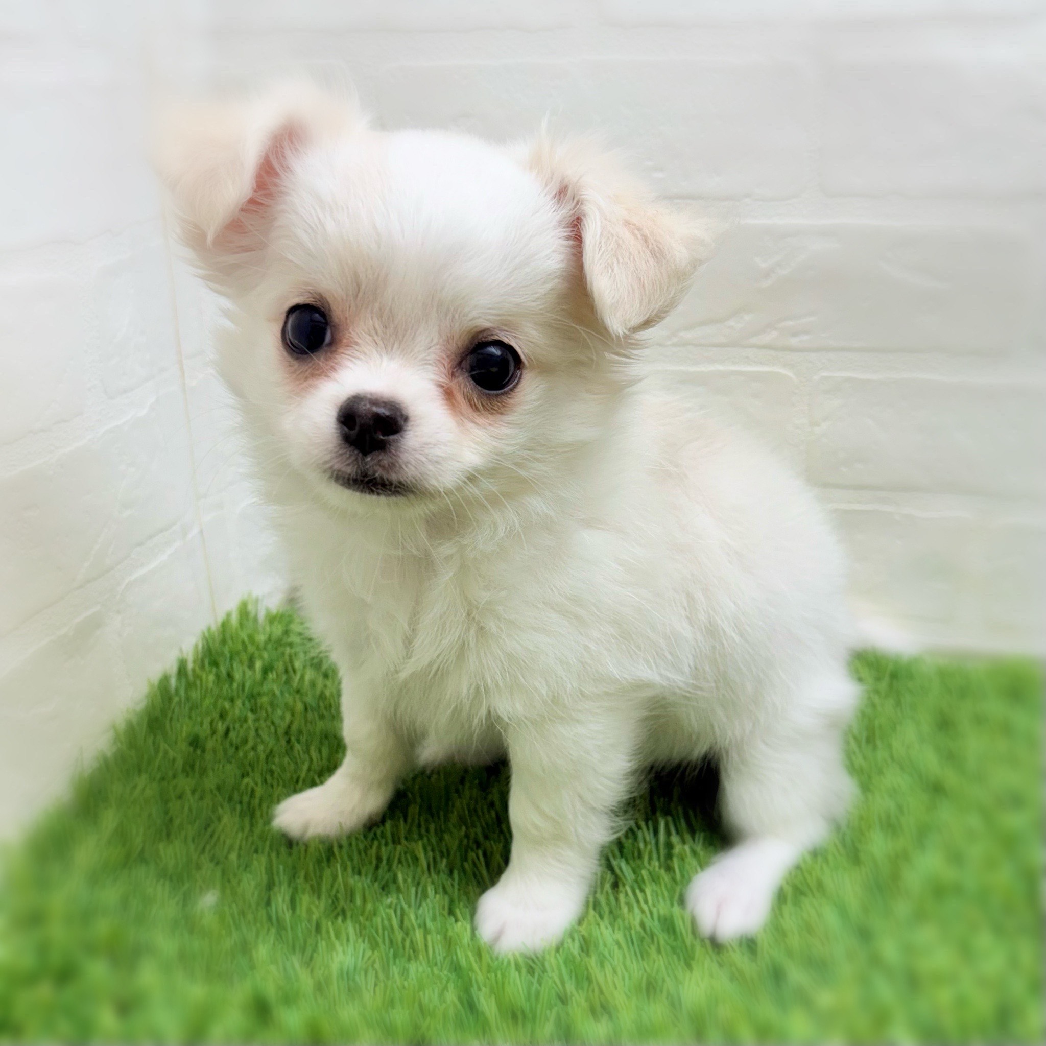 愛知県のチワワ(ロング) (ワンニャンハウス日進香久山店/2025年9月16日生まれ/女の子/クリーム)の子犬の1枚目の画像