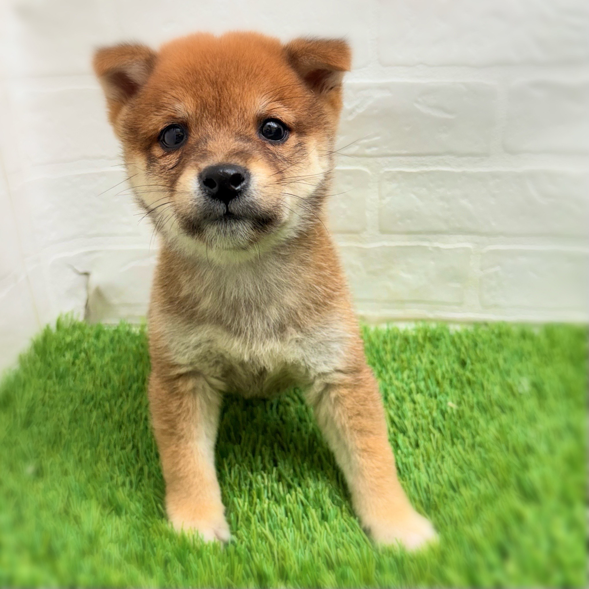 愛知県の豆柴 (ワンニャンハウス日進香久山店/2025年11月12日生まれ/男の子/赤)の子犬の2枚目の画像