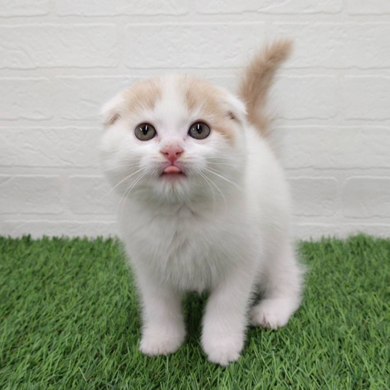 愛知県のスコティッシュフォールド (ワンニャンハウス津島店/2025年9月16日生まれ/男の子/クリームタビーホワイト)の子猫の1枚目の画像