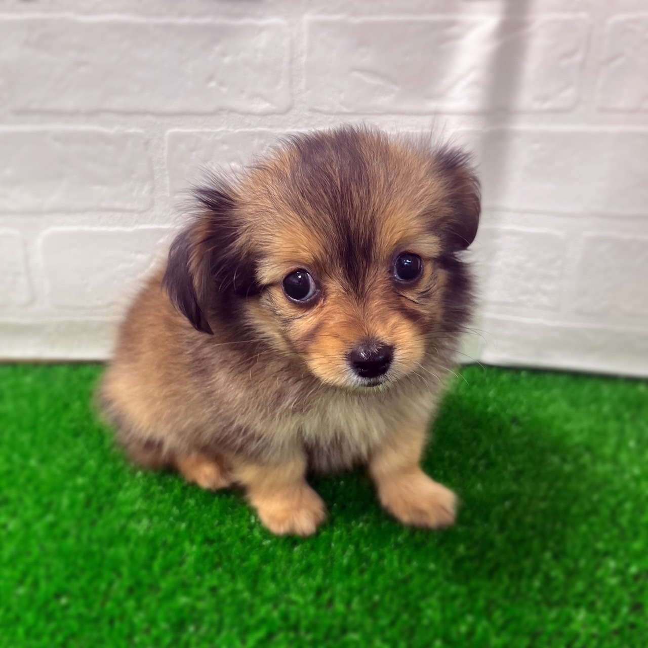 愛知県のハーフ犬・ミックス犬 (ワンニャンハウス日進香久山店/2026年2月22日生まれ/男の子/シェーデットレッド)の子犬の2枚目の画像