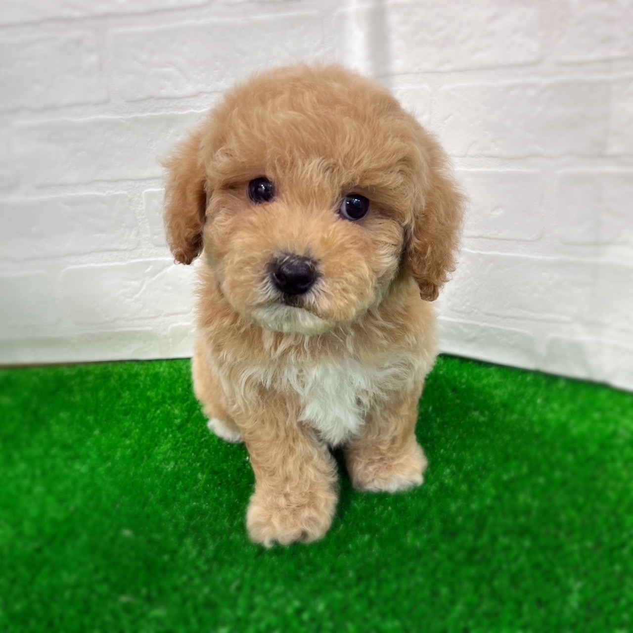 愛知県のハーフ犬・ミックス犬 (ワンニャンハウス日進香久山店/2026年2月22日生まれ/男の子/レッドホワイト)の子犬の3枚目の画像