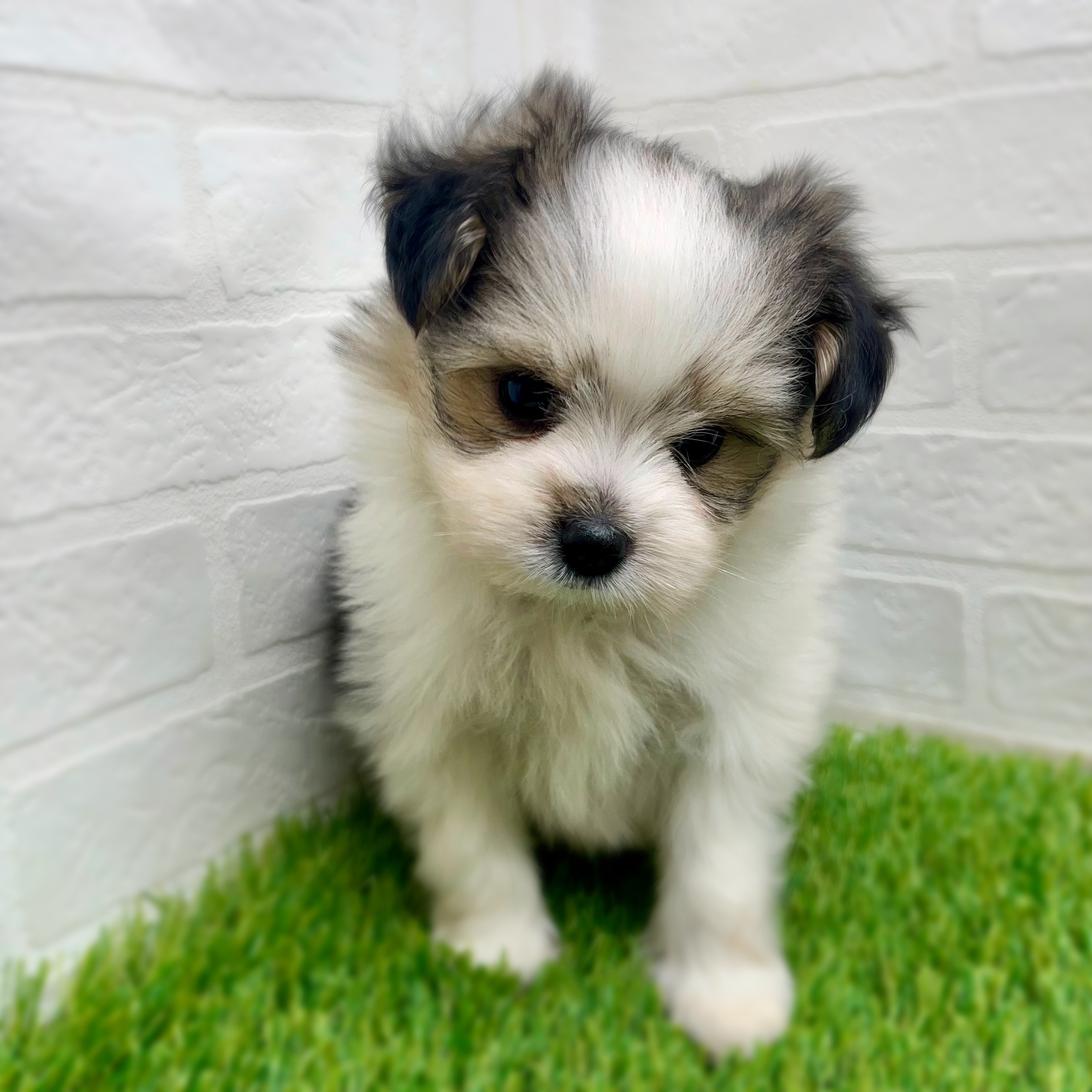 愛知県のハーフ犬・ミックス犬 (ワンニャンハウス日進香久山店/2025年8月18日生まれ/男の子/フォーンホワイト)の子犬の3枚目の画像