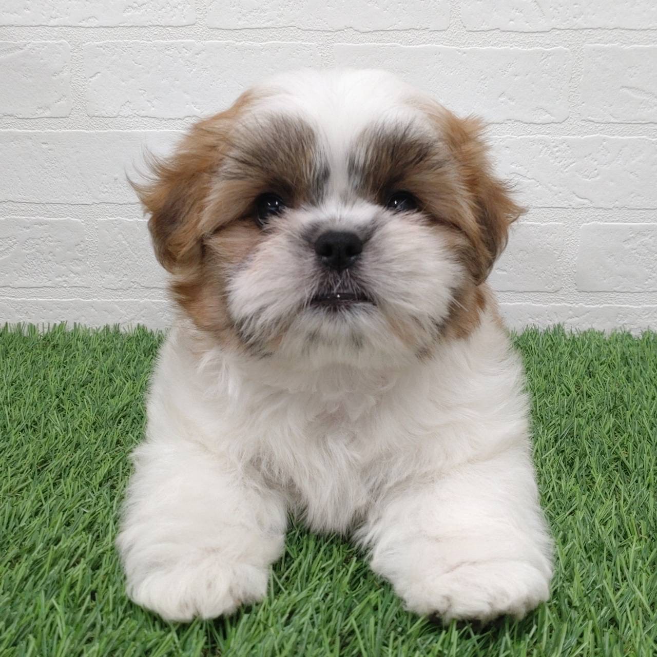 愛知県のマルズー/マルシーズ(マルチーズ×シーズー) (ワンニャンハウス津島店/2025年9月14日生まれ/男の子/ゴールドホワイト)の子犬の1枚目の画像