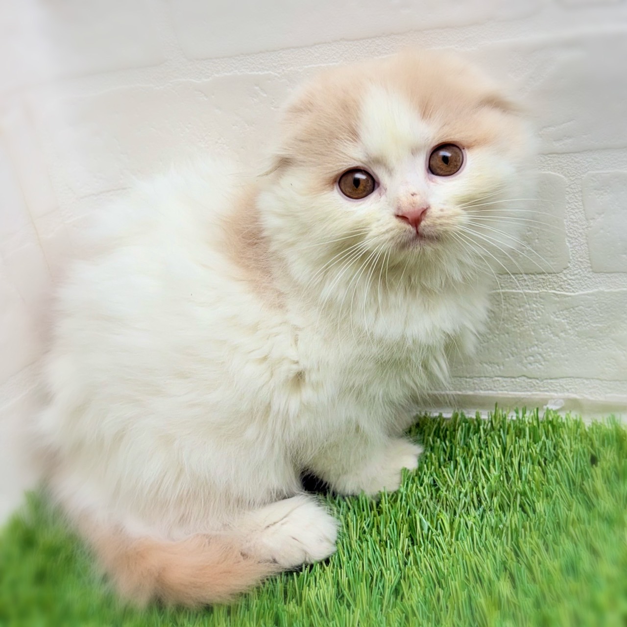 愛知県のスコティッシュフォールド (ワンニャンハウス津島店/2025年10月6日生まれ/男の子/クリームタビーホワイト)の子猫の4枚目の画像