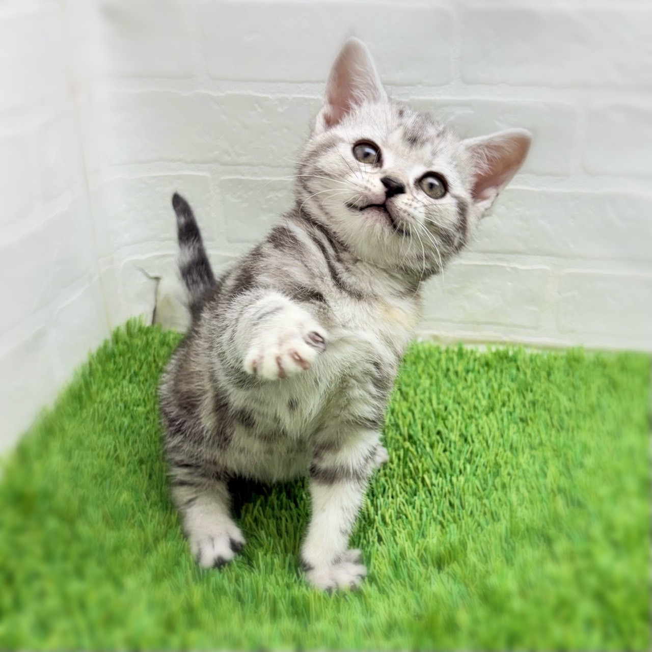 愛知県のアメリカンショートヘアー (ワンニャンハウス日進香久山店/2026年1月11日生まれ/女の子/シルバーパッチドタビー)の子猫の3枚目の画像