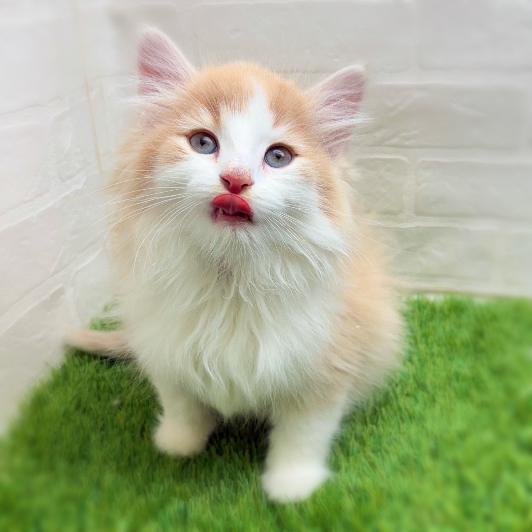 愛知県のノルウェージャンフォレストキャット (ワンニャンハウス日進香久山店/2025年11月13日生まれ/男の子/クリームタビーホワイト)の子猫の2枚目の画像