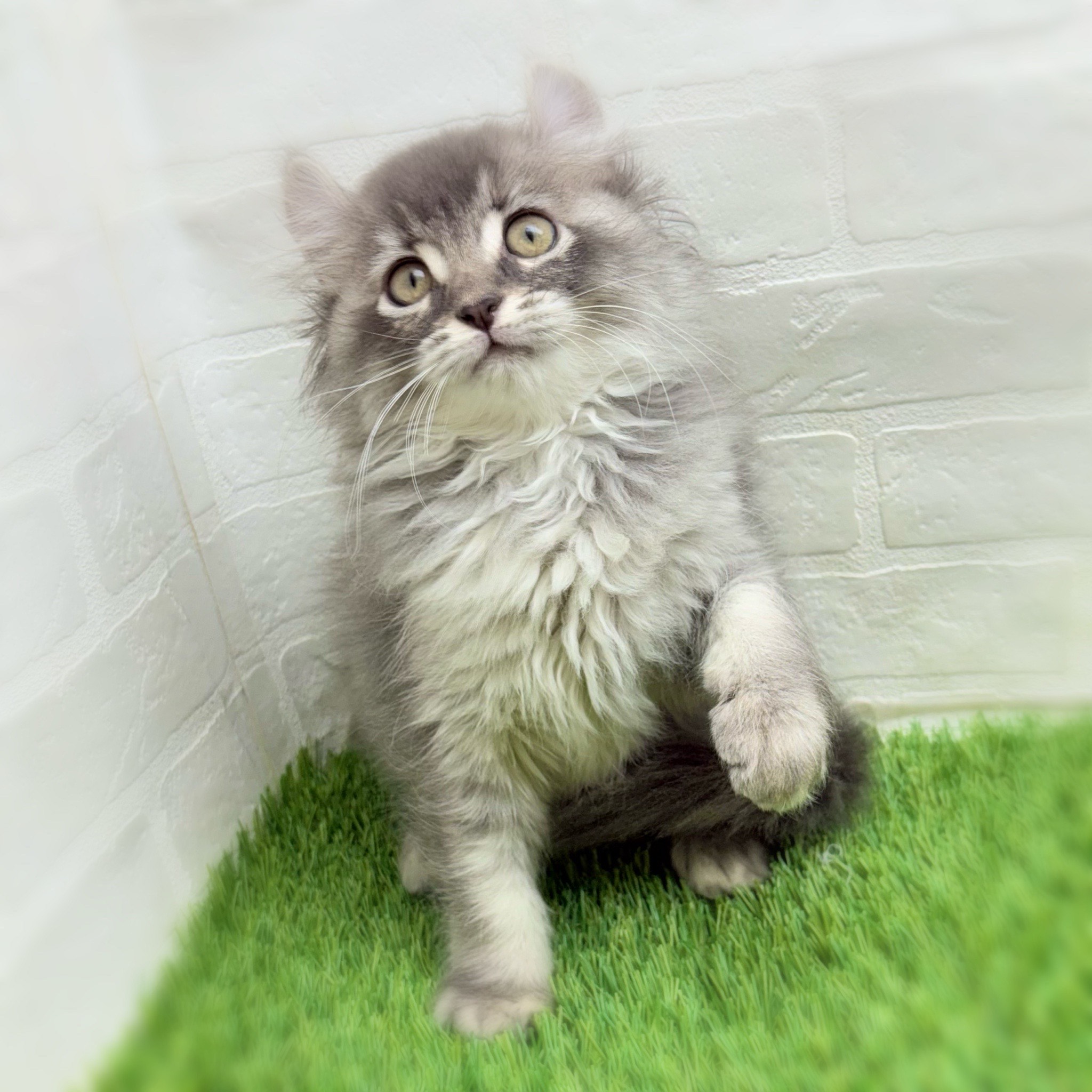 愛知県のアメリカンカール (ワンニャンハウス日進香久山店/2025年9月19日生まれ/女の子/ブルーパッチ)の子猫の3枚目の画像