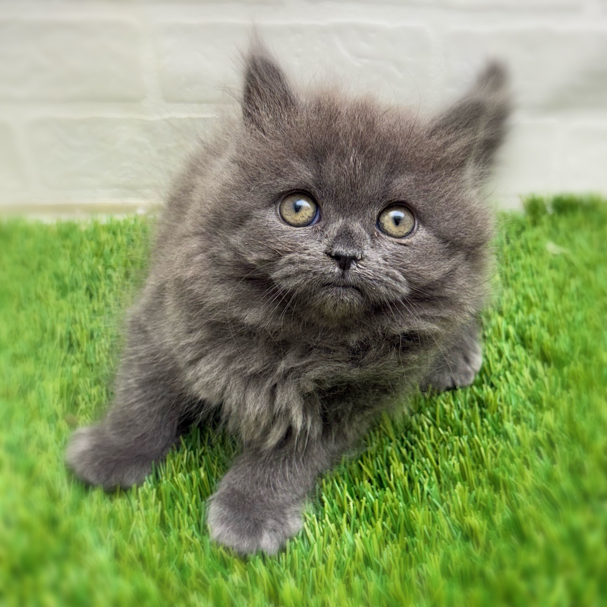 愛知県のブリティッシュロングヘアー (ワンニャンハウス日進香久山店/2025年12月3日生まれ/女の子/ブルー)の子猫の3枚目の画像