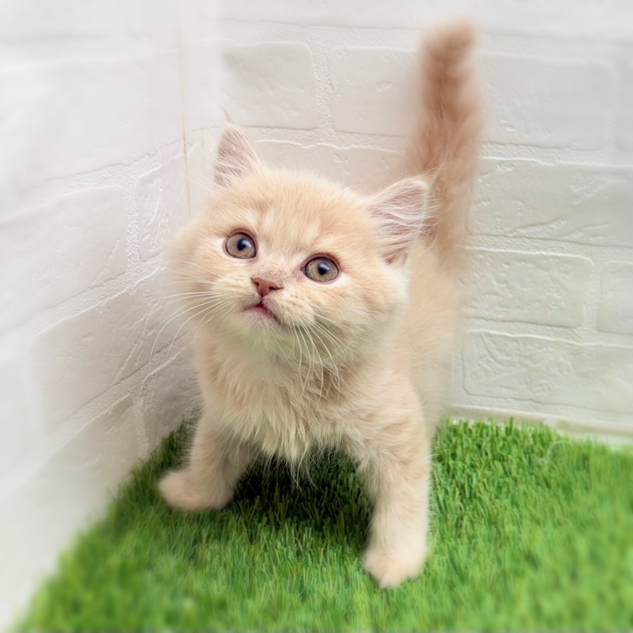 愛知県のスコティッシュフォールド (ワンニャンハウス日進香久山店/2025年9月17日生まれ/男の子/クリームタビー)の子猫の1枚目の画像