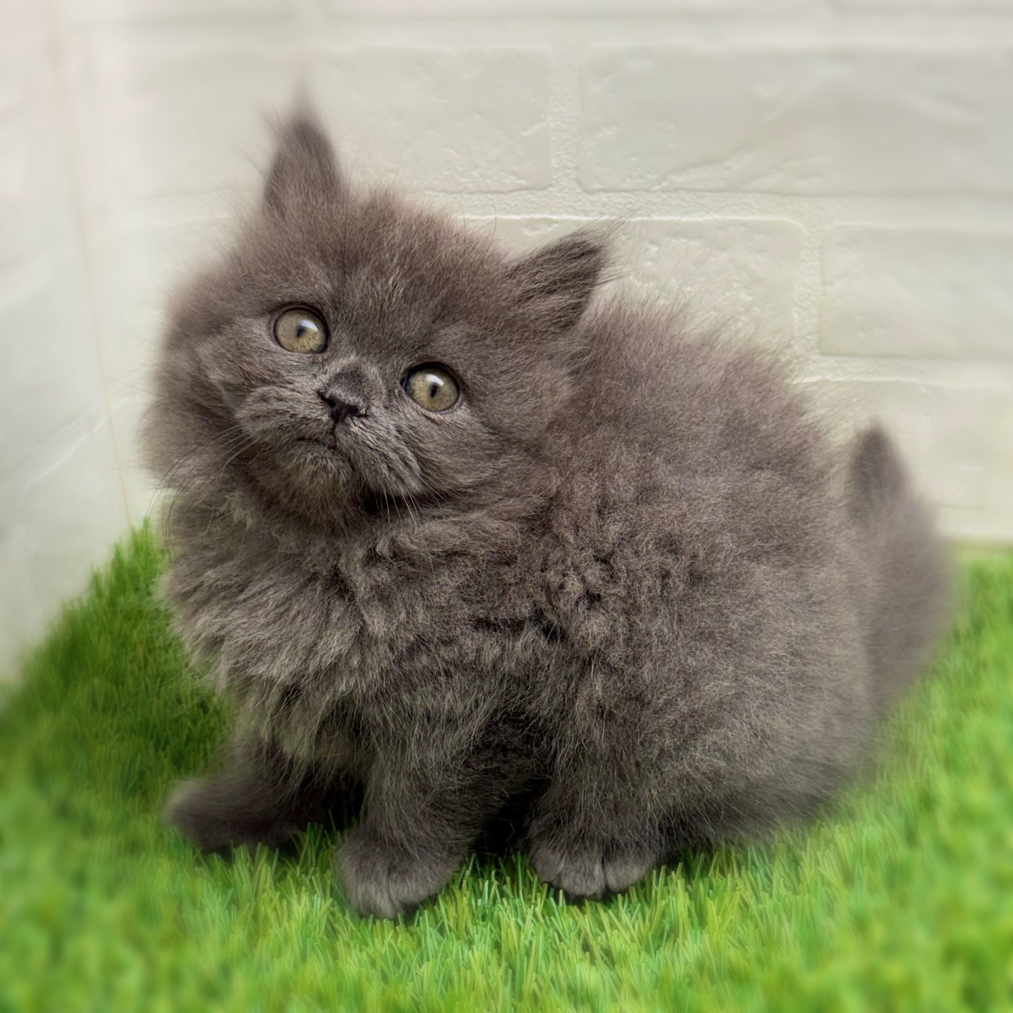 愛知県のブリティッシュロングヘアー (ワンニャンハウス日進香久山店/2025年12月3日生まれ/女の子/ブルー)の子猫の2枚目の画像