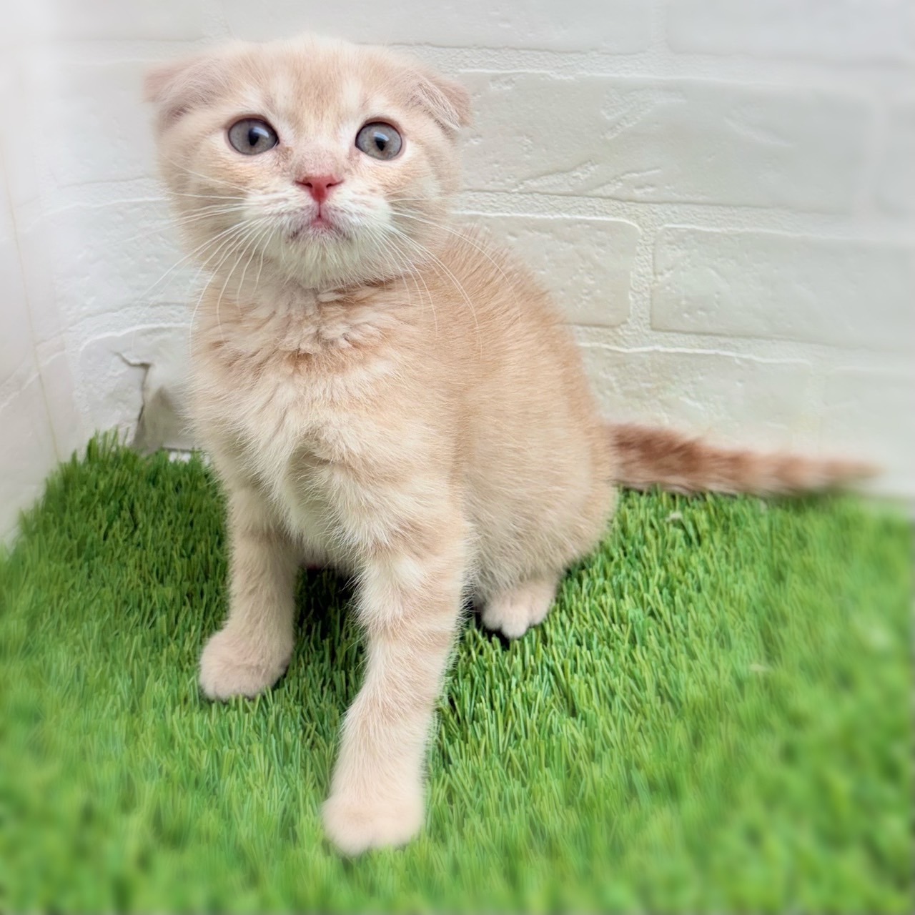 愛知県のスコティッシュフォールド (ワンニャンハウス日進香久山店/2025年11月5日生まれ/女の子/クリームマッカレルタビー&ホワイト)の子猫の2枚目の画像