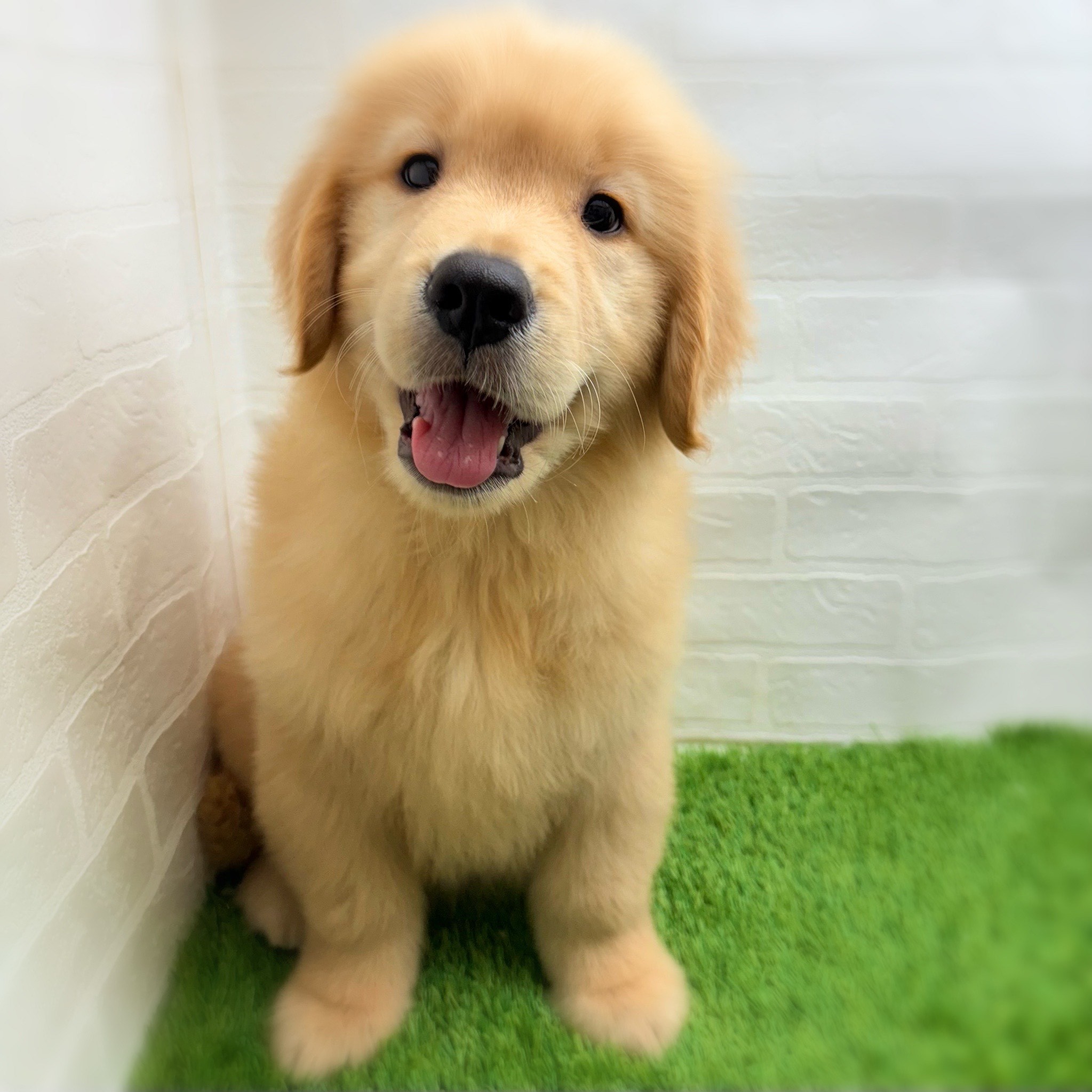 愛知県のゴールデンレトリバー (ワンニャンハウス日進香久山店/2025年9月8日生まれ/男の子/ゴールデン)の子犬の1枚目の画像