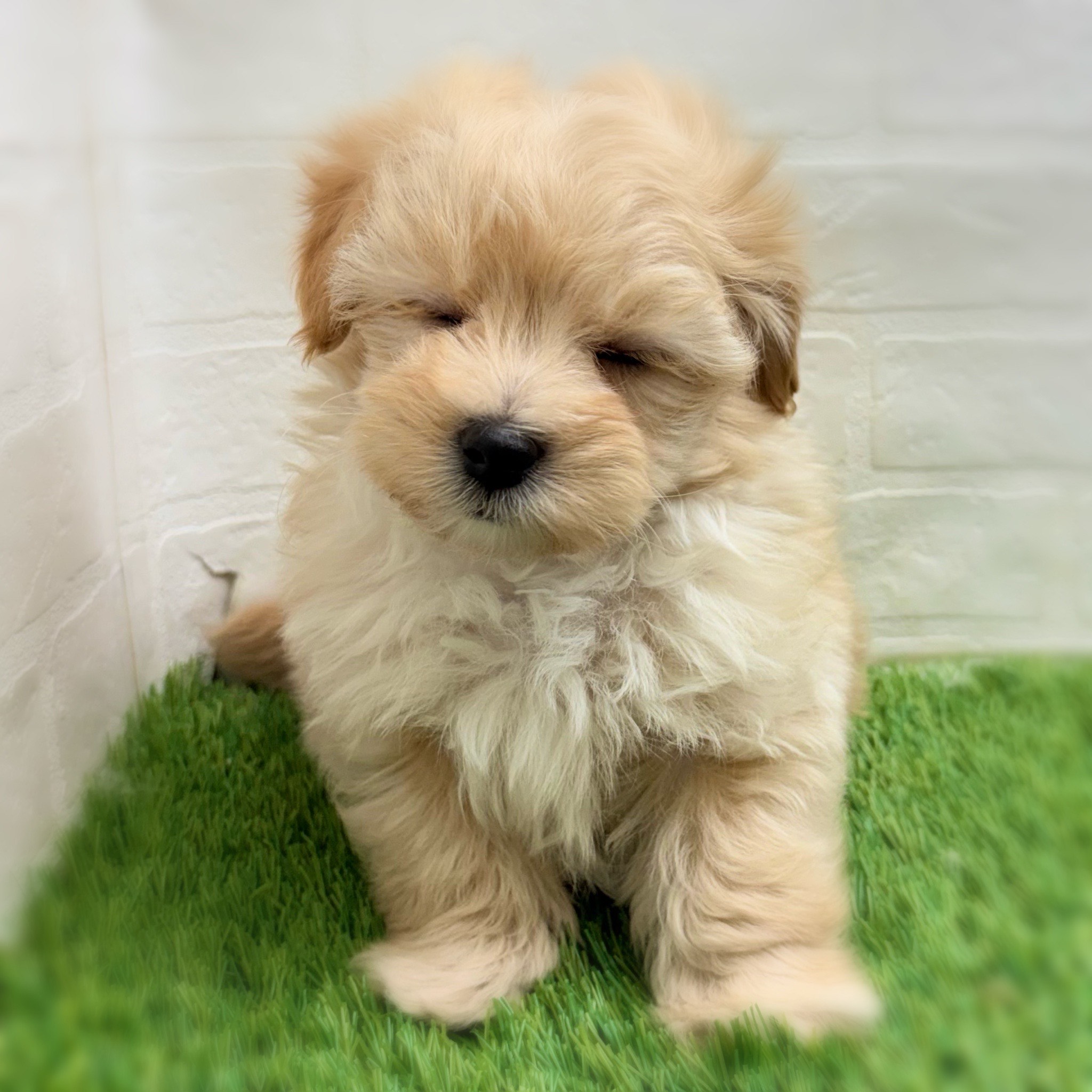 愛知県のマルプー(マルチーズ×プードル) (ワンニャンハウス日進香久山店/2025年12月1日生まれ/男の子/クリーム)の子犬の3枚目の画像