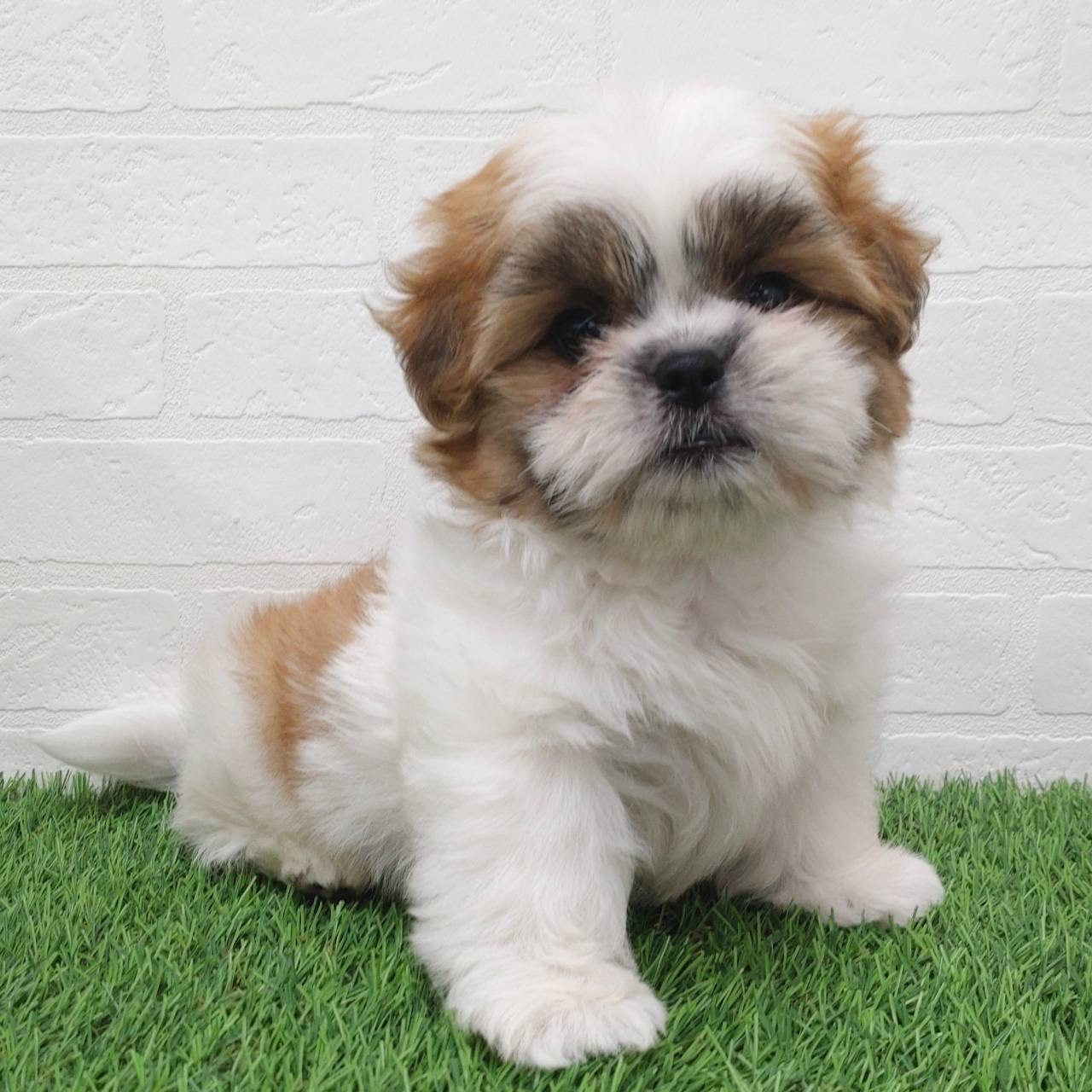愛知県のマルズー/マルシーズ(マルチーズ×シーズー) (ワンニャンハウス津島店/2025年9月14日生まれ/男の子/ゴールドホワイト)の子犬の4枚目の画像