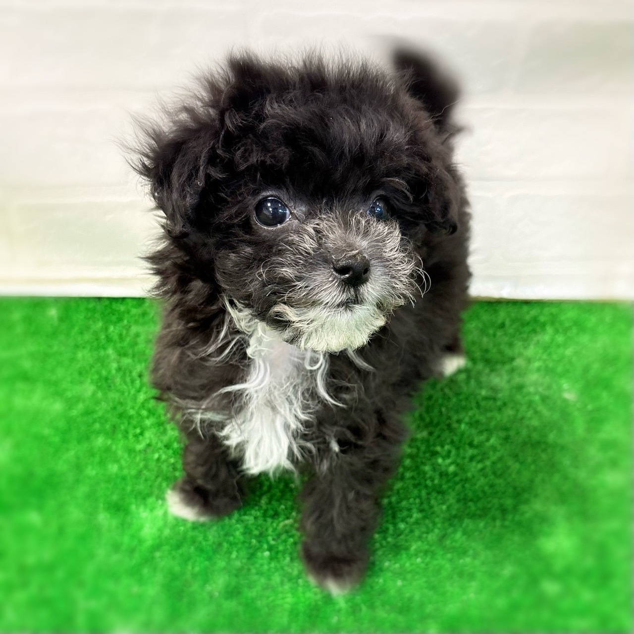 愛知県のマルプー(マルチーズ×プードル) (ワンニャンハウス日進香久山店/2026年3月29日生まれ/女の子/ブラックホワイト)の子犬の3枚目の画像