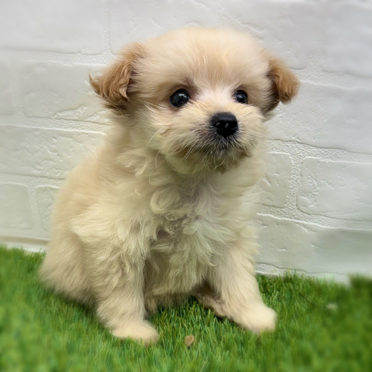 愛知県のポメプー(ポメラニアン×プードル) (ワンニャンハウス日進香久山店/2025年12月26日生まれ/女の子/クリーム)の子犬の2枚目の画像