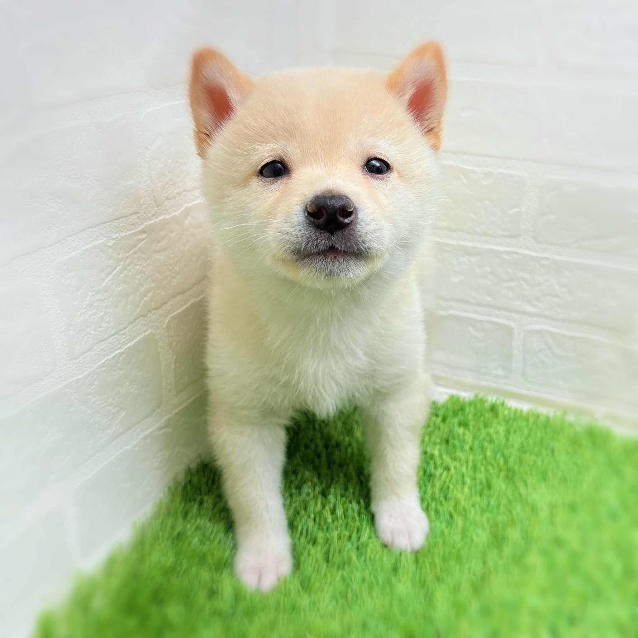 愛知県の豆柴 (ワンニャンハウス日進香久山店/2025年10月18日生まれ/男の子/白)の子犬の1枚目の画像