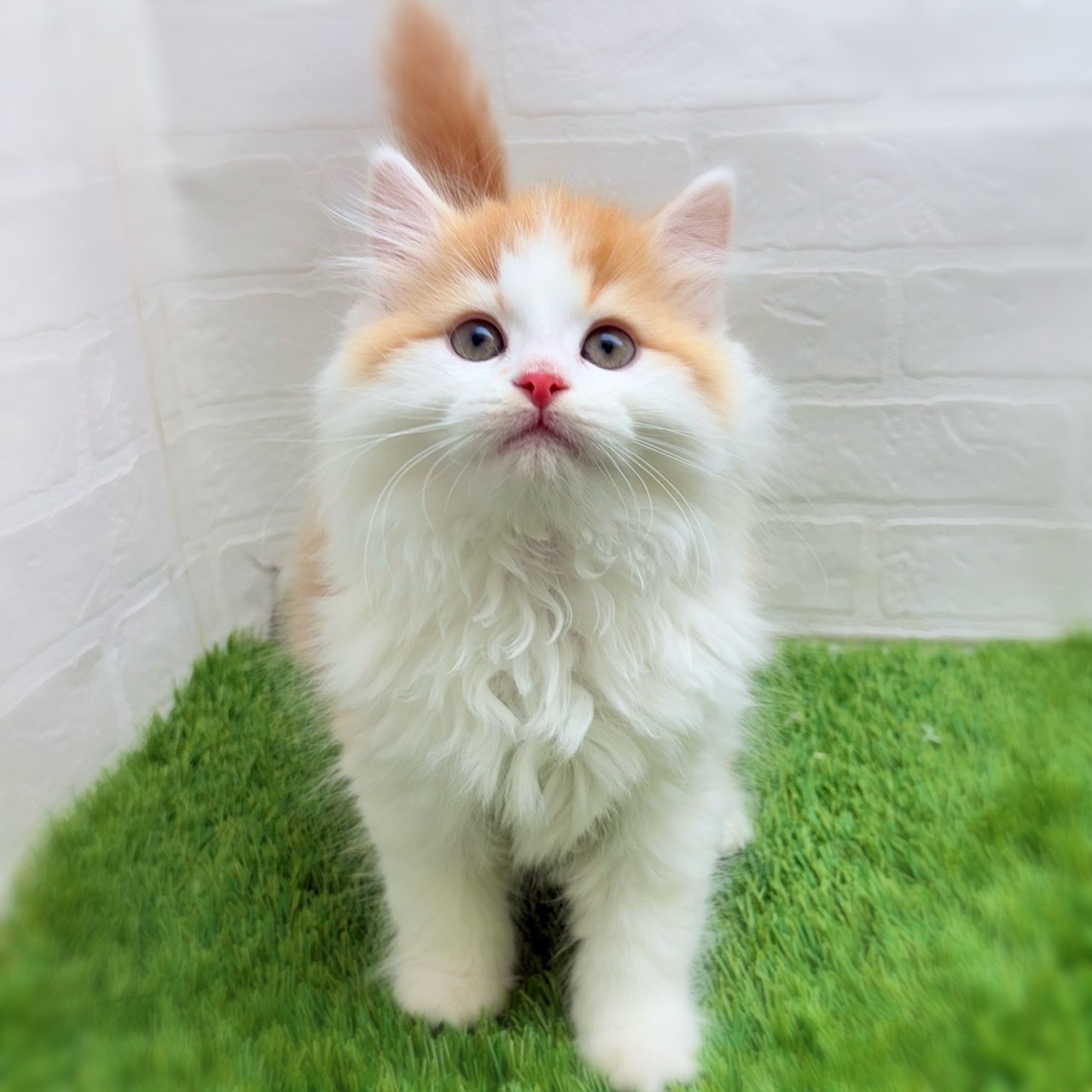 愛知県のミヌエット (ワンニャンハウス日進香久山店/2025年11月4日生まれ/男の子/レッドタビーホワイト)の子猫の1枚目の画像