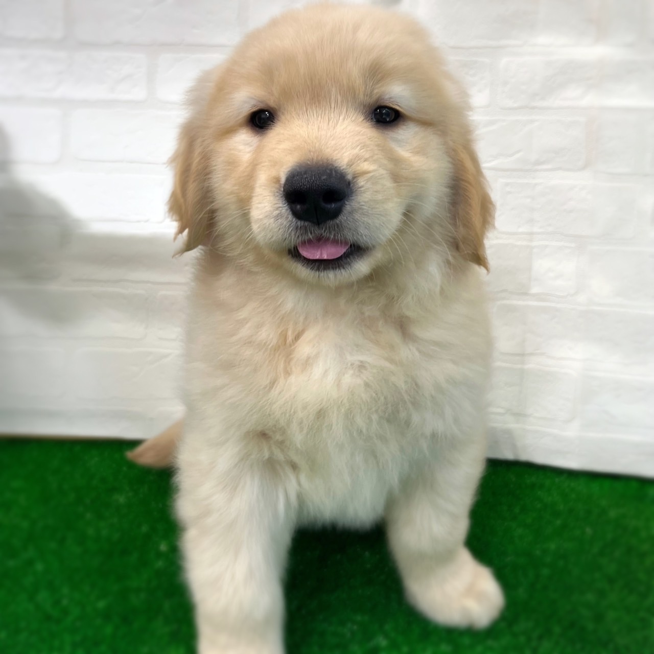 愛知県のゴールデンレトリバー (ワンニャンハウス日進香久山店/2026年2月22日生まれ/女の子/ゴールデン)の子犬の4枚目の画像