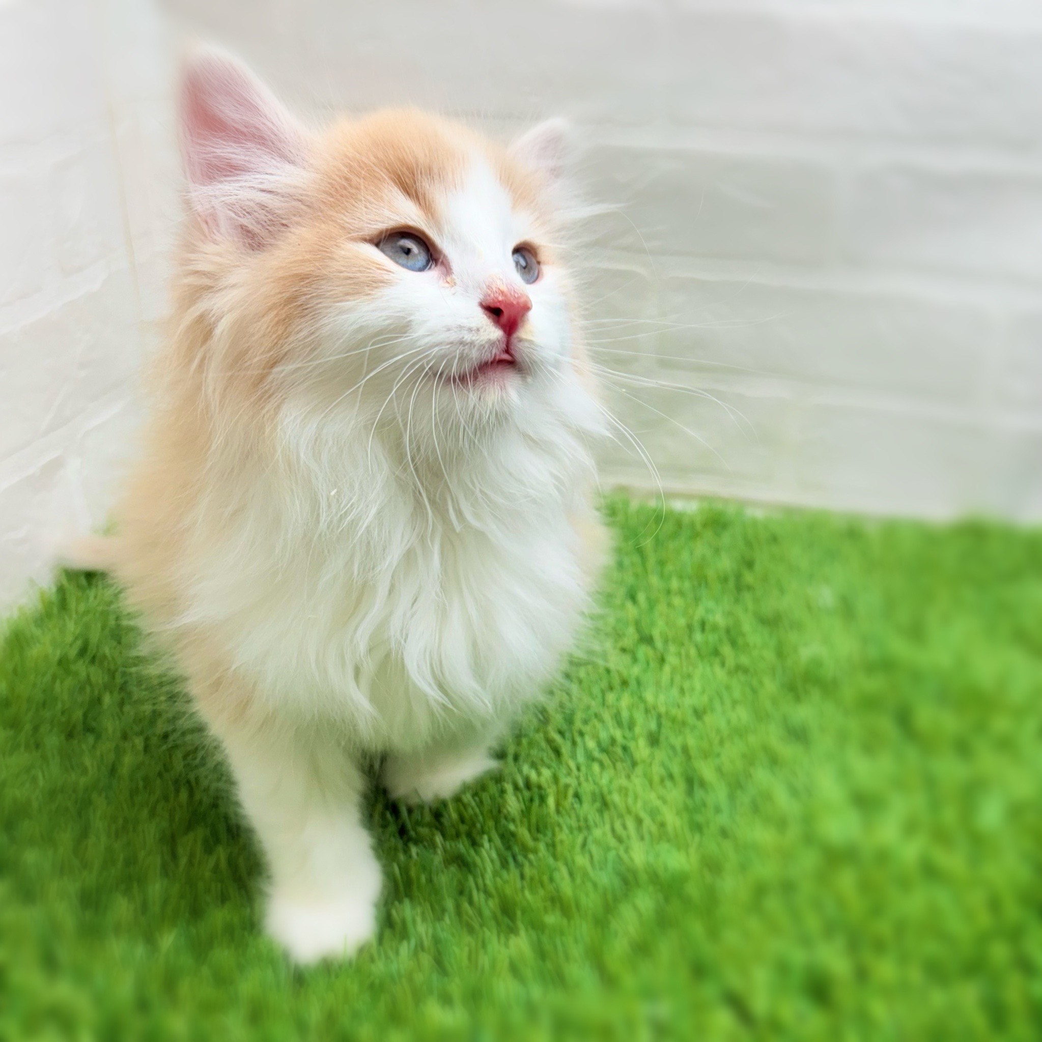 愛知県のノルウェージャンフォレストキャット (ワンニャンハウス日進香久山店/2025年11月13日生まれ/男の子/クリームタビーホワイト)の子猫の4枚目の画像