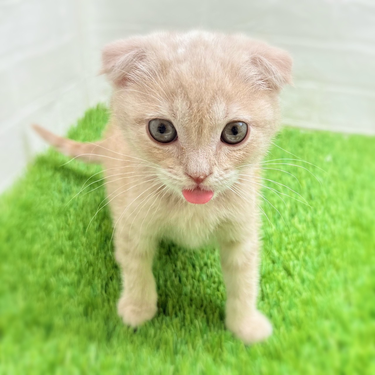 愛知県のスコティッシュフォールド (ワンニャンハウス日進香久山店/2025年11月5日生まれ/女の子/クリームマッカレルタビー&ホワイト)の子猫の3枚目の画像