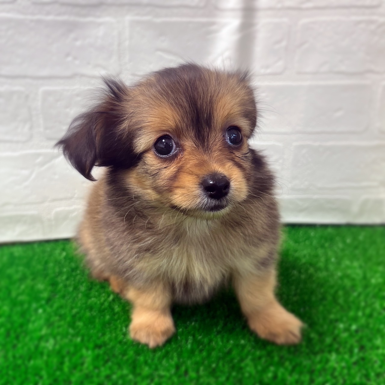 愛知県のハーフ犬・ミックス犬 (ワンニャンハウス日進香久山店/2026年2月22日生まれ/男の子/シェーデットレッド)の子犬の3枚目の画像