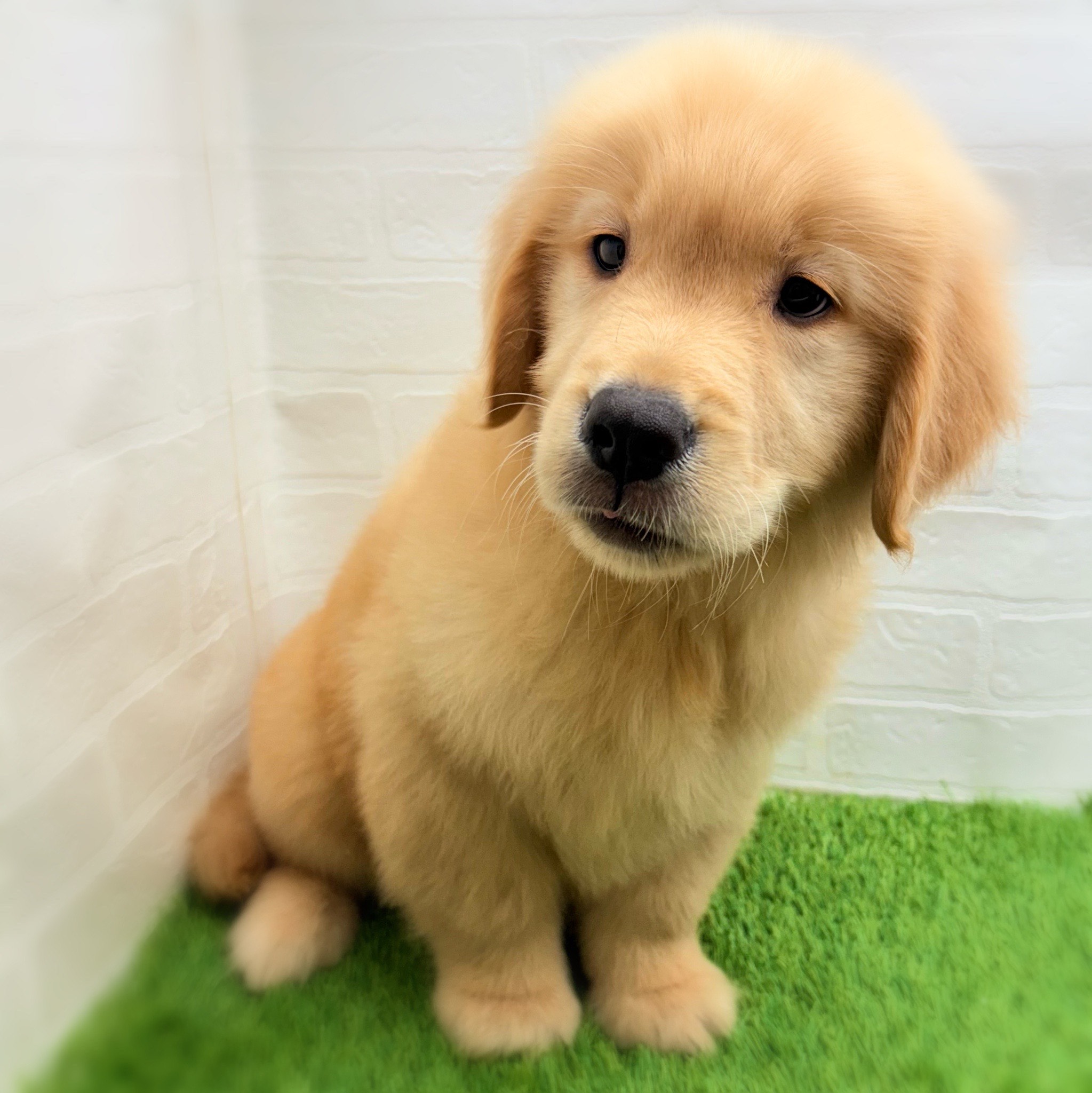 愛知県のゴールデンレトリバー (ワンニャンハウス日進香久山店/2025年9月8日生まれ/男の子/ゴールデン)の子犬の3枚目の画像