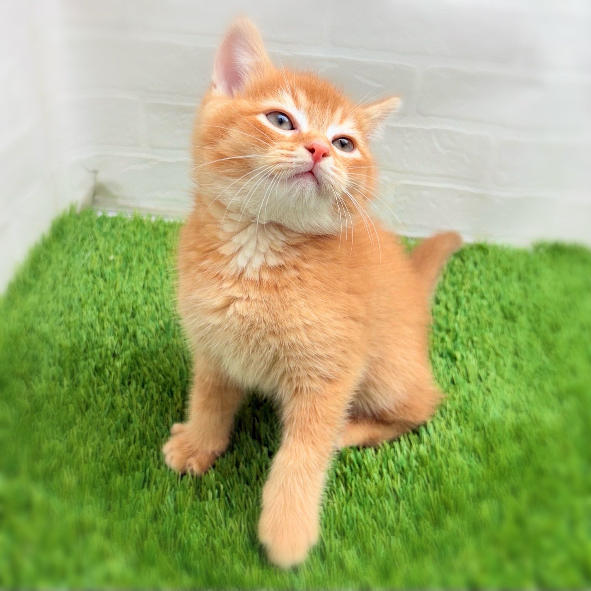 愛知県のスコティッシュフォールド (ワンニャンハウス日進香久山店/2025年9月14日生まれ/男の子/レッドタビー)の子猫の3枚目の画像