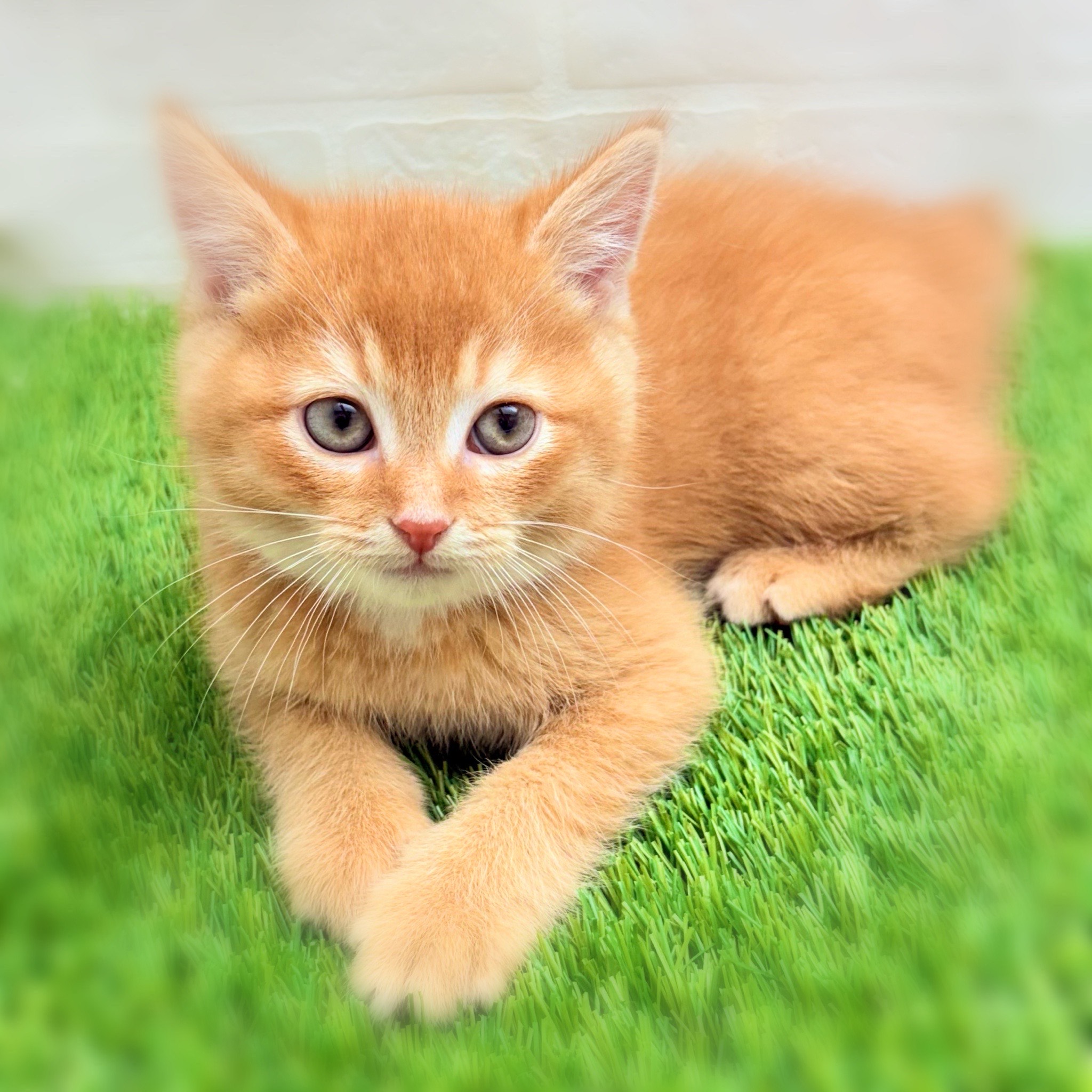 愛知県のスコティッシュフォールド (ワンニャンハウス日進香久山店/2025年9月14日生まれ/男の子/レッドタビー)の子猫の2枚目の画像