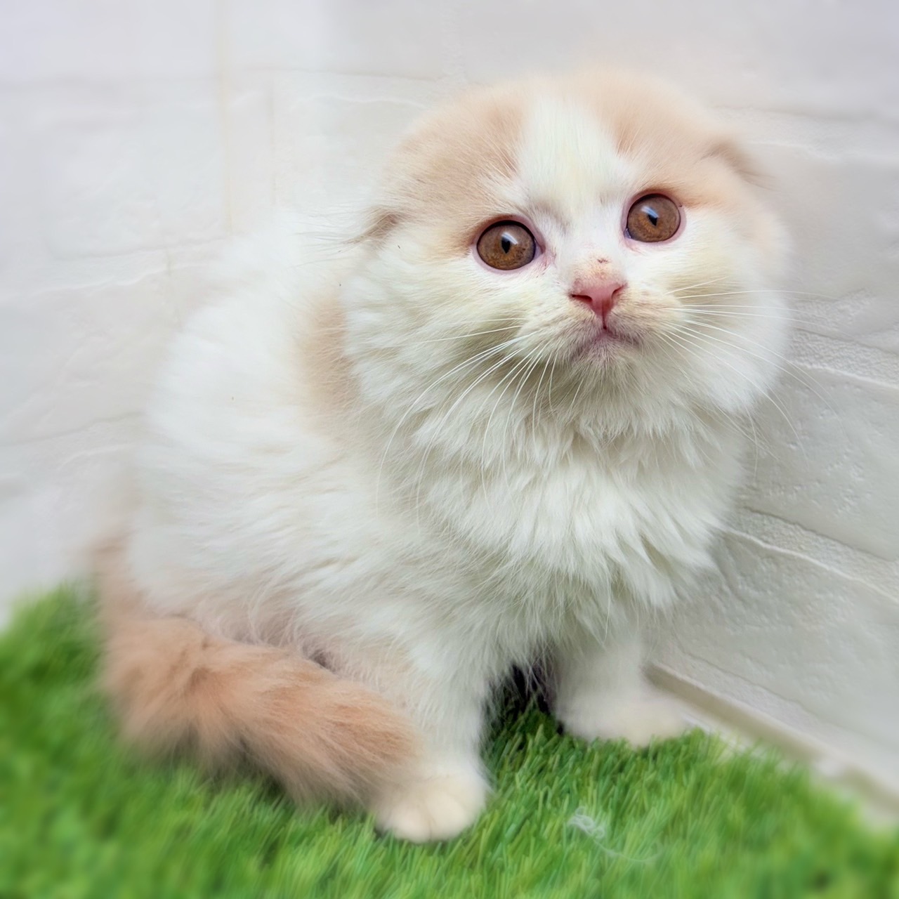 愛知県のスコティッシュフォールド (ワンニャンハウス津島店/2025年10月6日生まれ/男の子/クリームタビーホワイト)の子猫の1枚目の画像