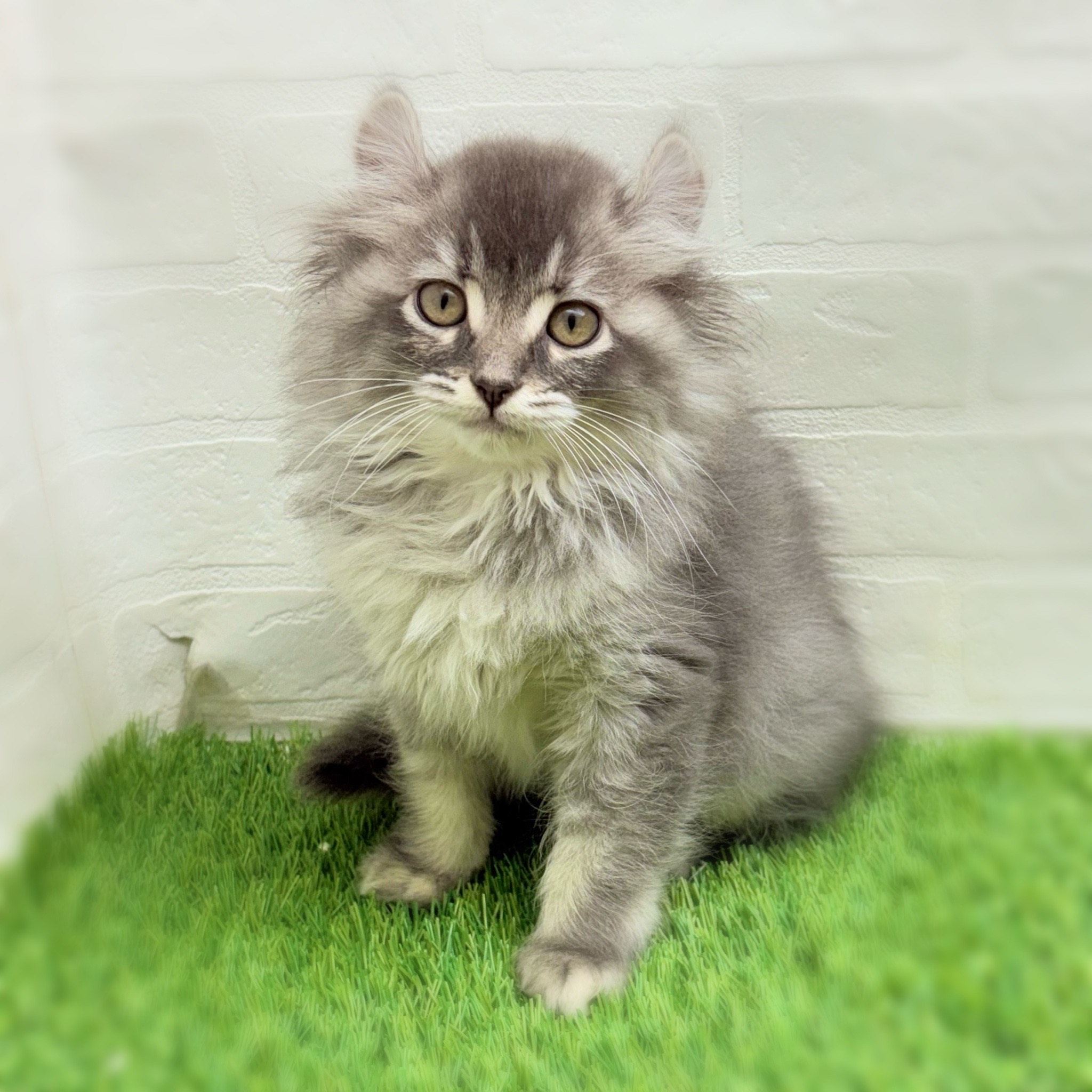 愛知県のアメリカンカール (ワンニャンハウス日進香久山店/2025年9月19日生まれ/女の子/ブルーパッチ)の子猫の1枚目の画像