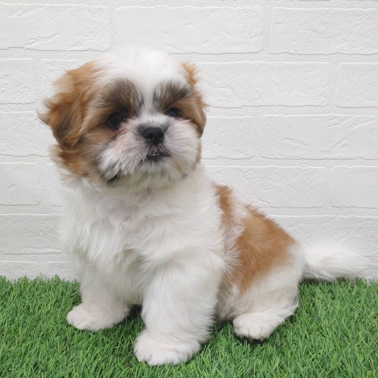 愛知県のマルズー/マルシーズ(マルチーズ×シーズー) (ワンニャンハウス津島店/2025年9月14日生まれ/男の子/ゴールドホワイト)の子犬の2枚目の画像