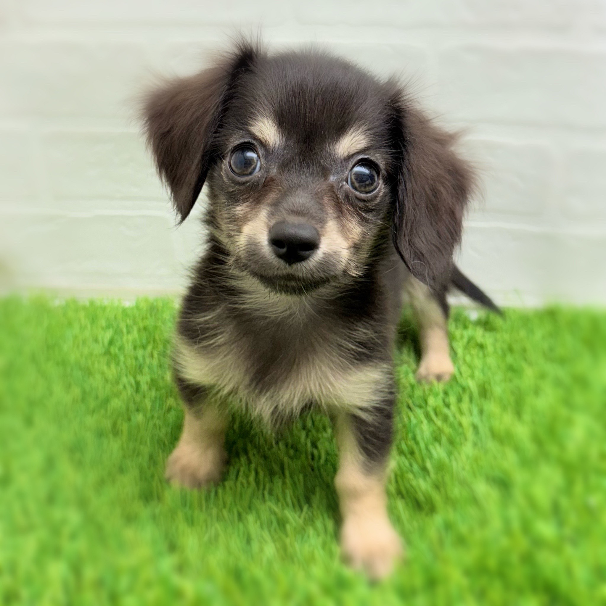 愛知県のハーフ犬・ミックス犬 (ワンニャンハウス日進香久山店/2025年7月28日生まれ/男の子/ブラッククリーム)の子犬の1枚目の画像