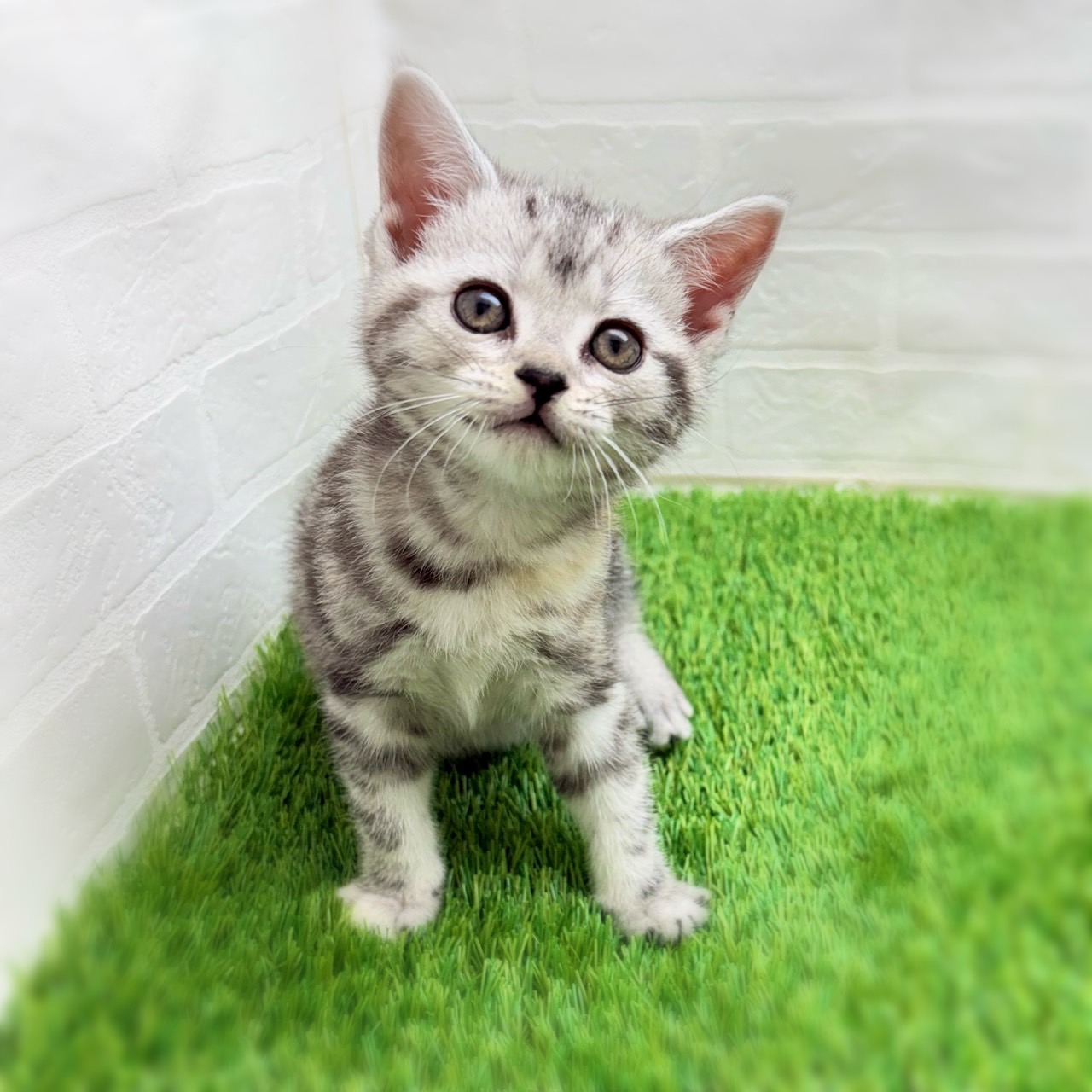 愛知県のアメリカンショートヘアー (ワンニャンハウス日進香久山店/2026年1月11日生まれ/女の子/シルバーパッチドタビー)の子猫の2枚目の画像