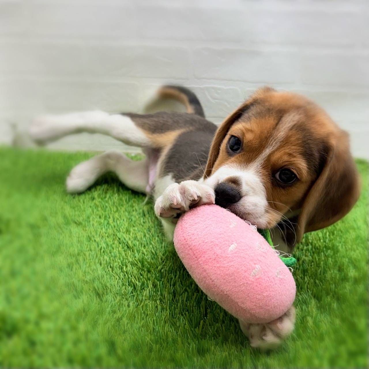 愛知県のビーグル (ワンニャンハウス日進香久山店/2025年11月24日生まれ/男の子/ブラックホワイトタン)の子犬の4枚目の画像